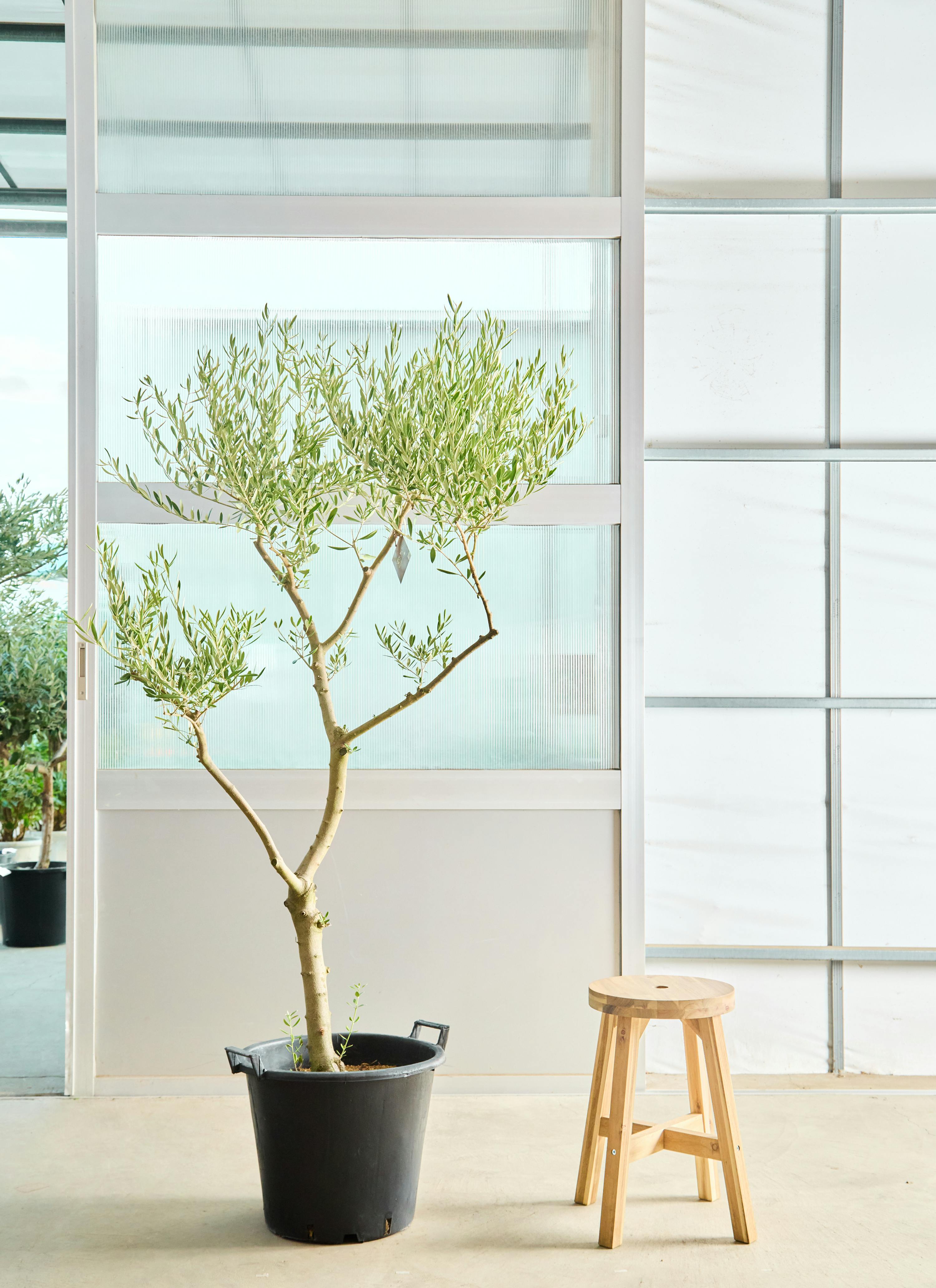 現品　創樹　オリーブの木　オリーブ　ネバディロブランコ　7　観葉植物　インテリア おしゃれ 観葉植物 選べる：オリーブの木 ネバディロブロンコ 7号*現品