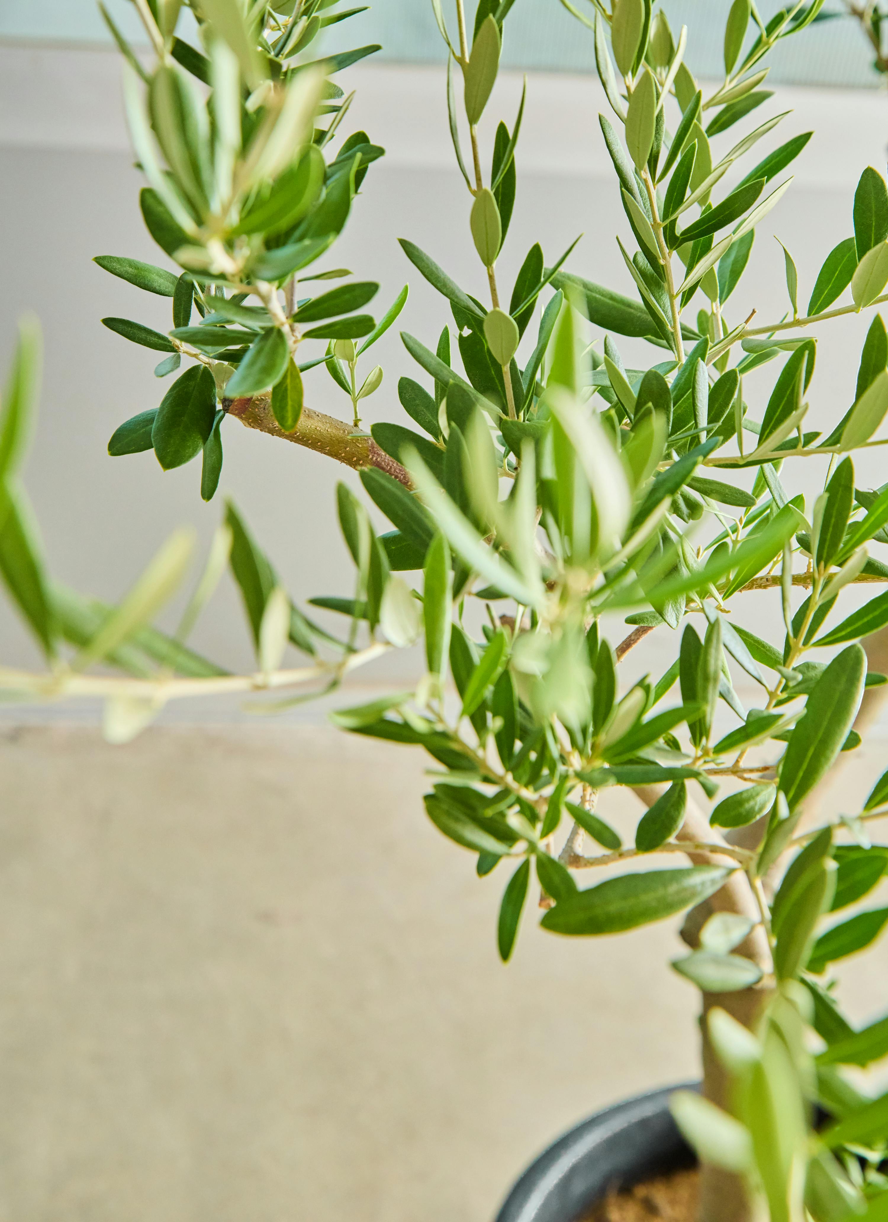 観葉植物 オリーブの木【180cm】12号 創樹 ネバディロブランコ