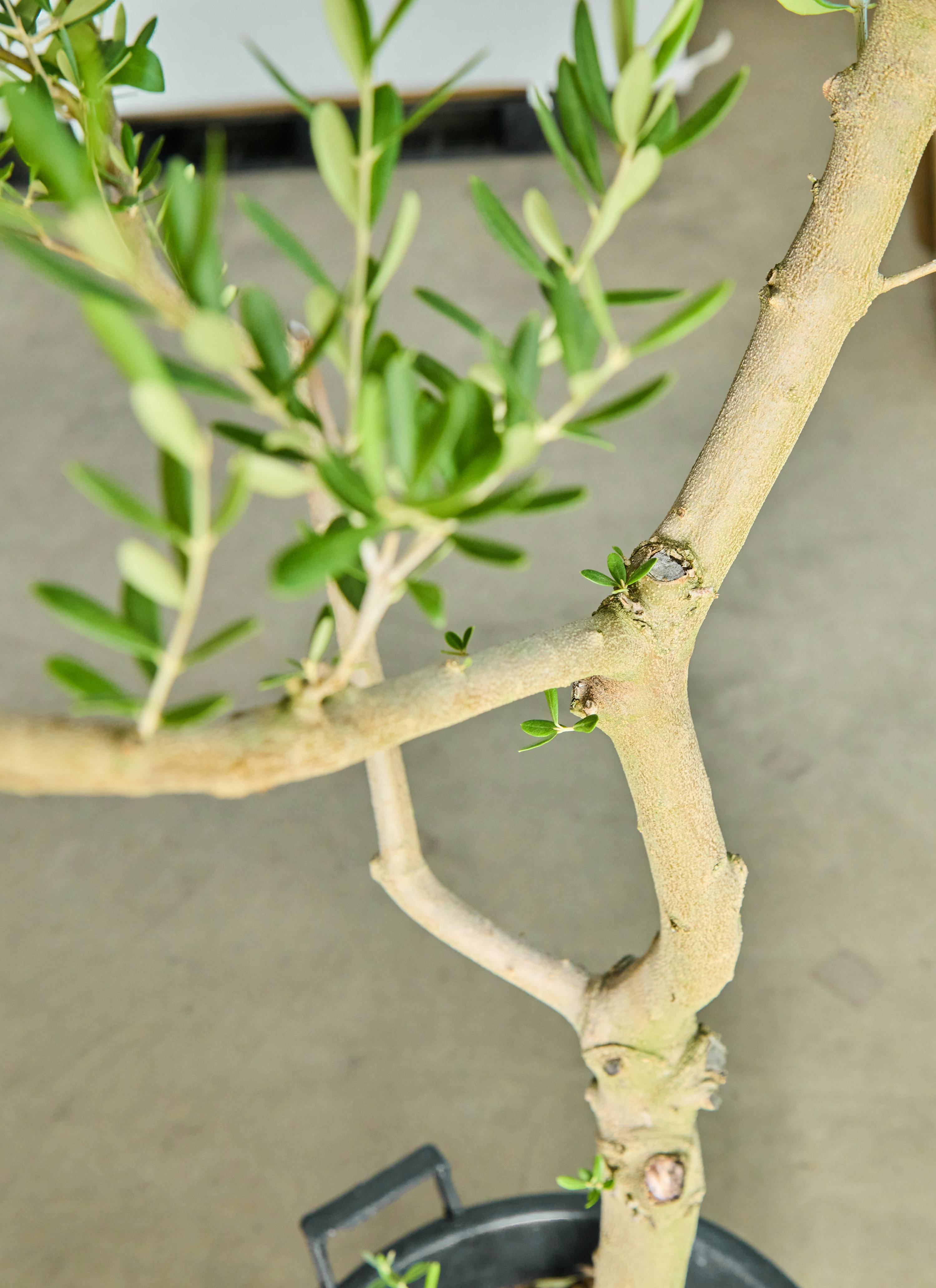 観葉植物 オリーブの木【180cm】12号 創樹 ネバディロブランコ