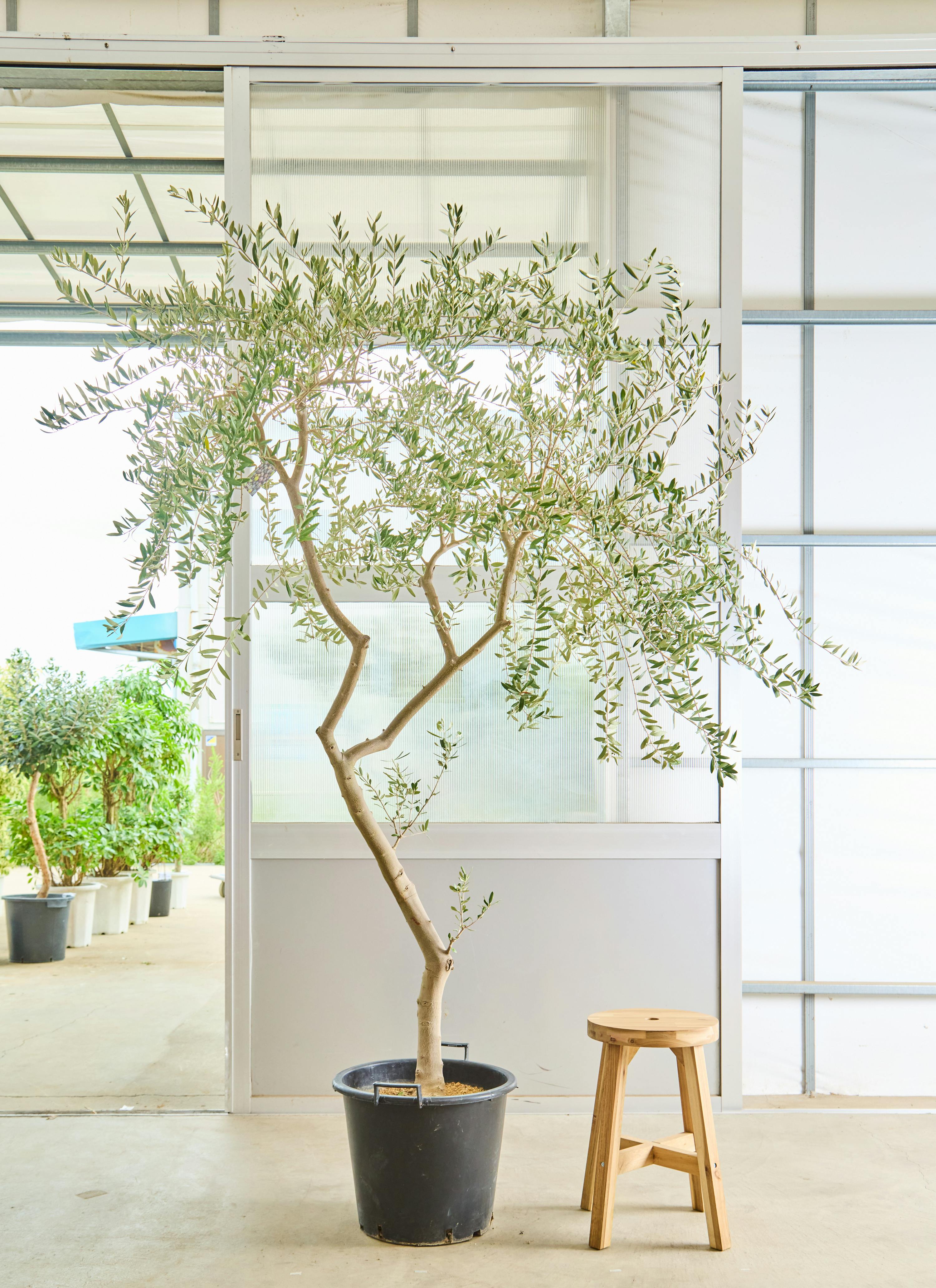 50,000円以上の観葉植物 | 送料無料でお届け | Hitohana（ひとはな）