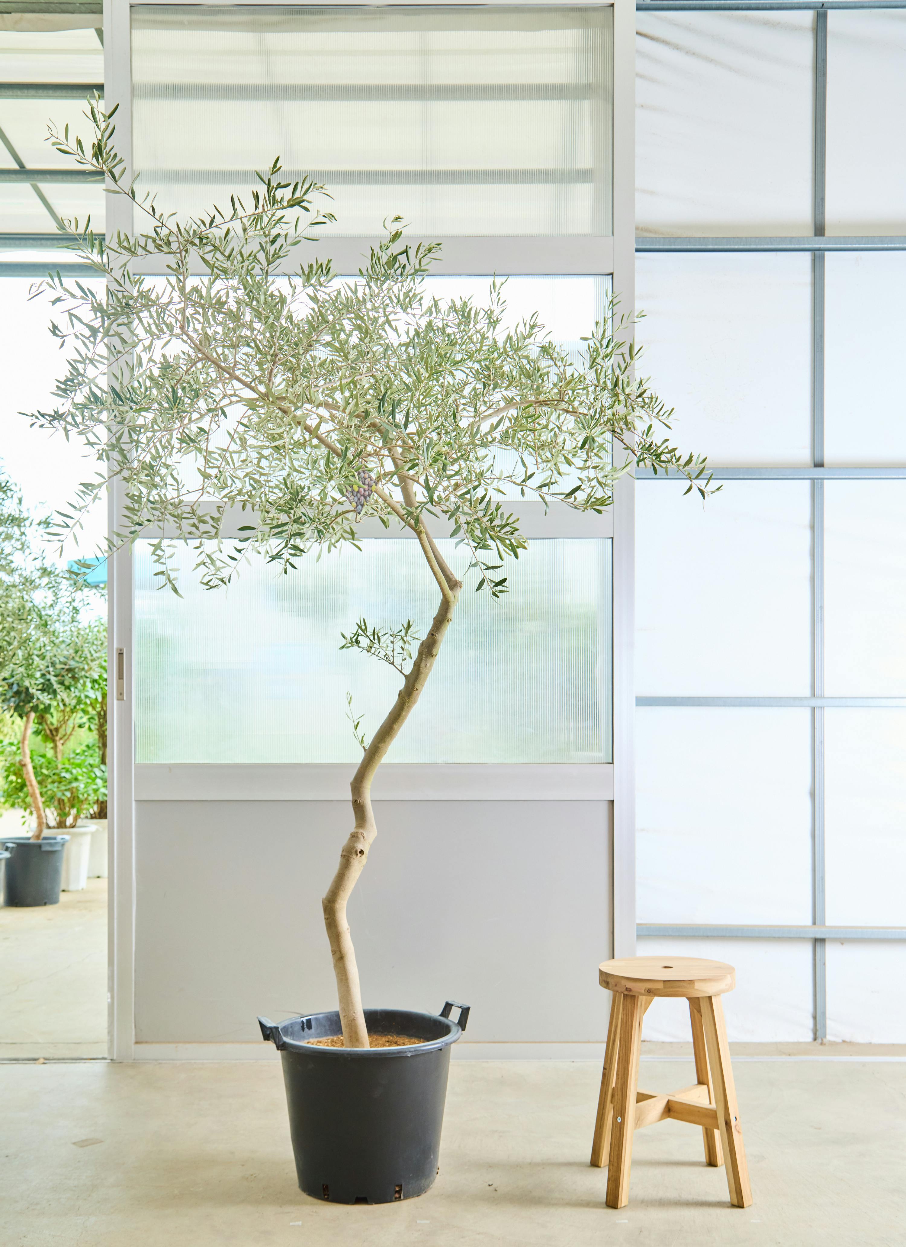 オリーブの木 創樹 | 観葉植物通販HitoHana(ひとはな)