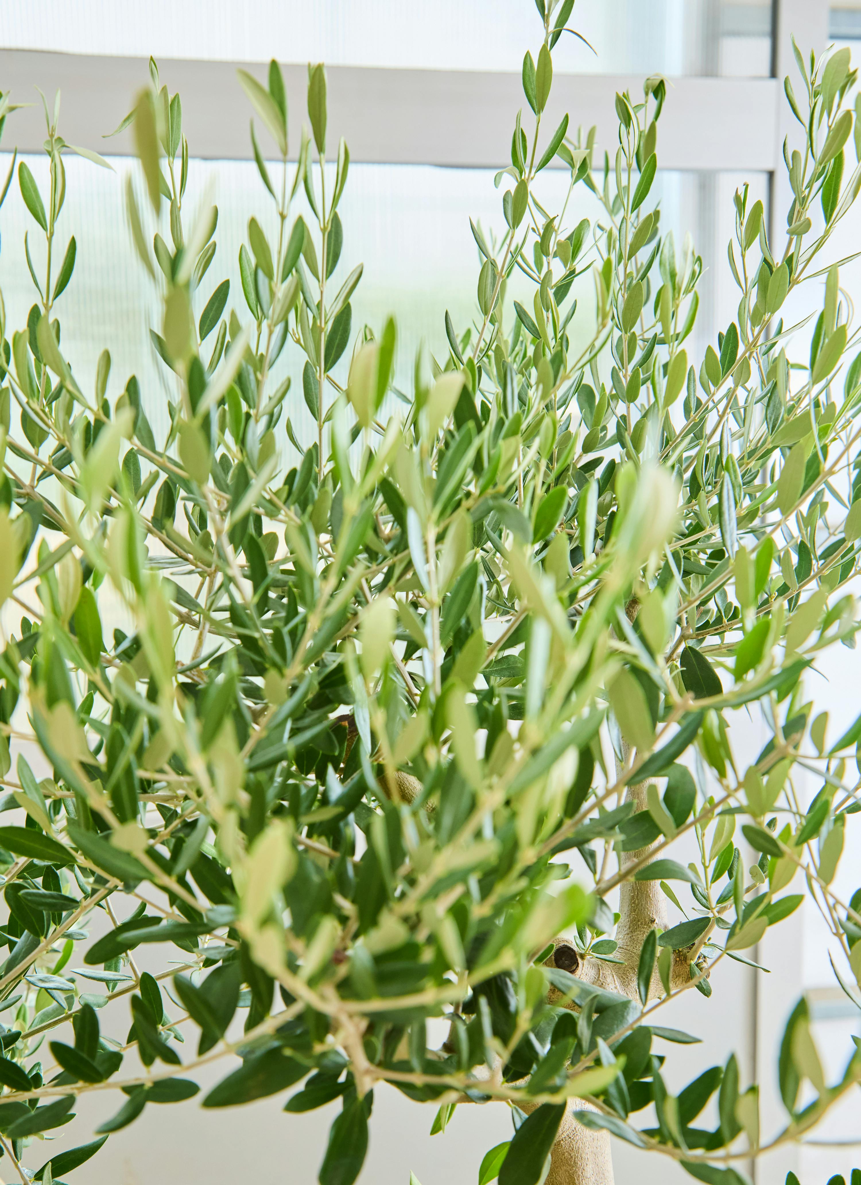 観葉植物 オリーブの木【135cm】12号 創樹 ルッカ プラスチック鉢