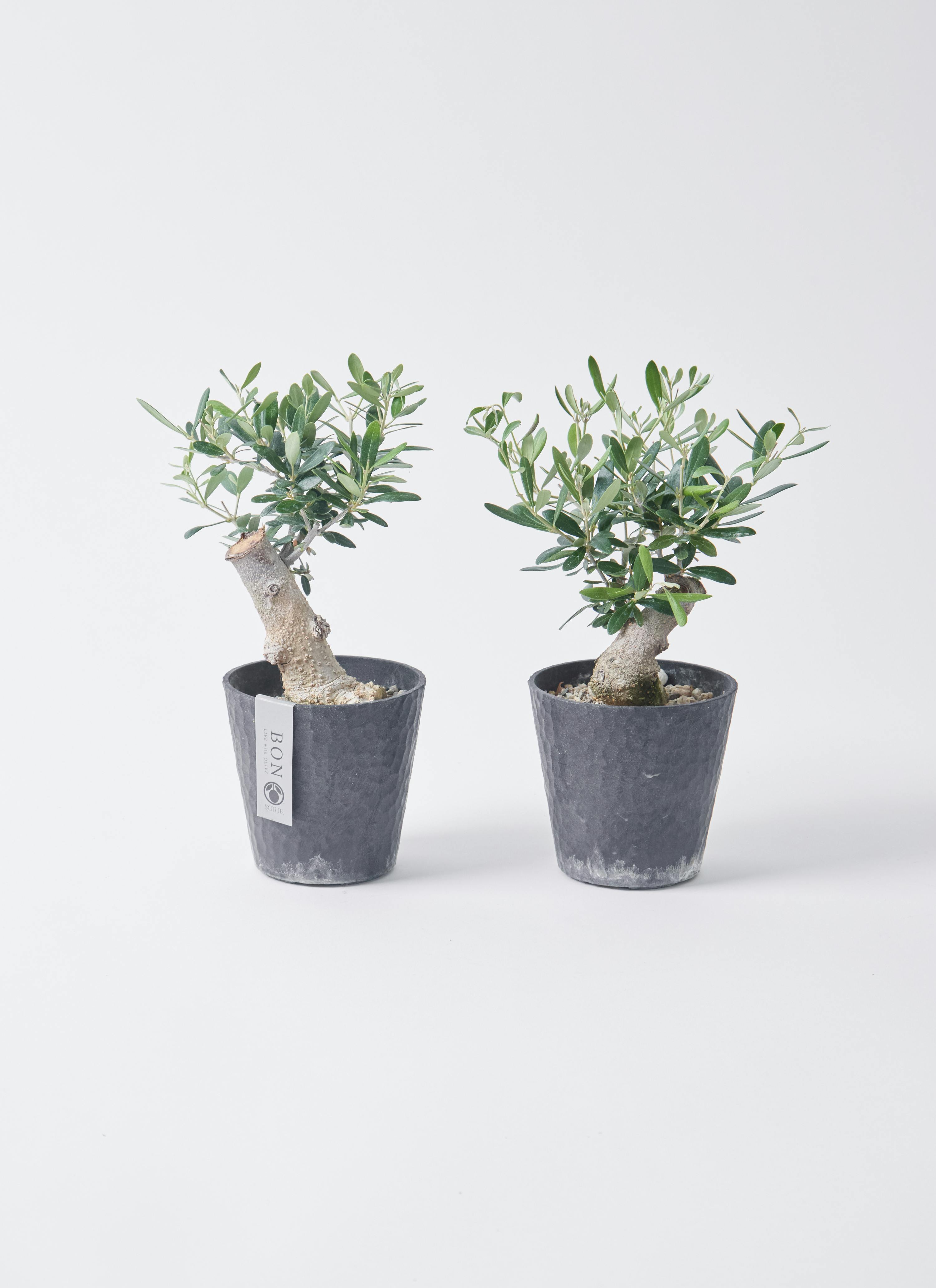 観葉植物 オリーブ 3号 創樹 盆栽仕立て | 観葉植物ならHitoHana(ひとはな)