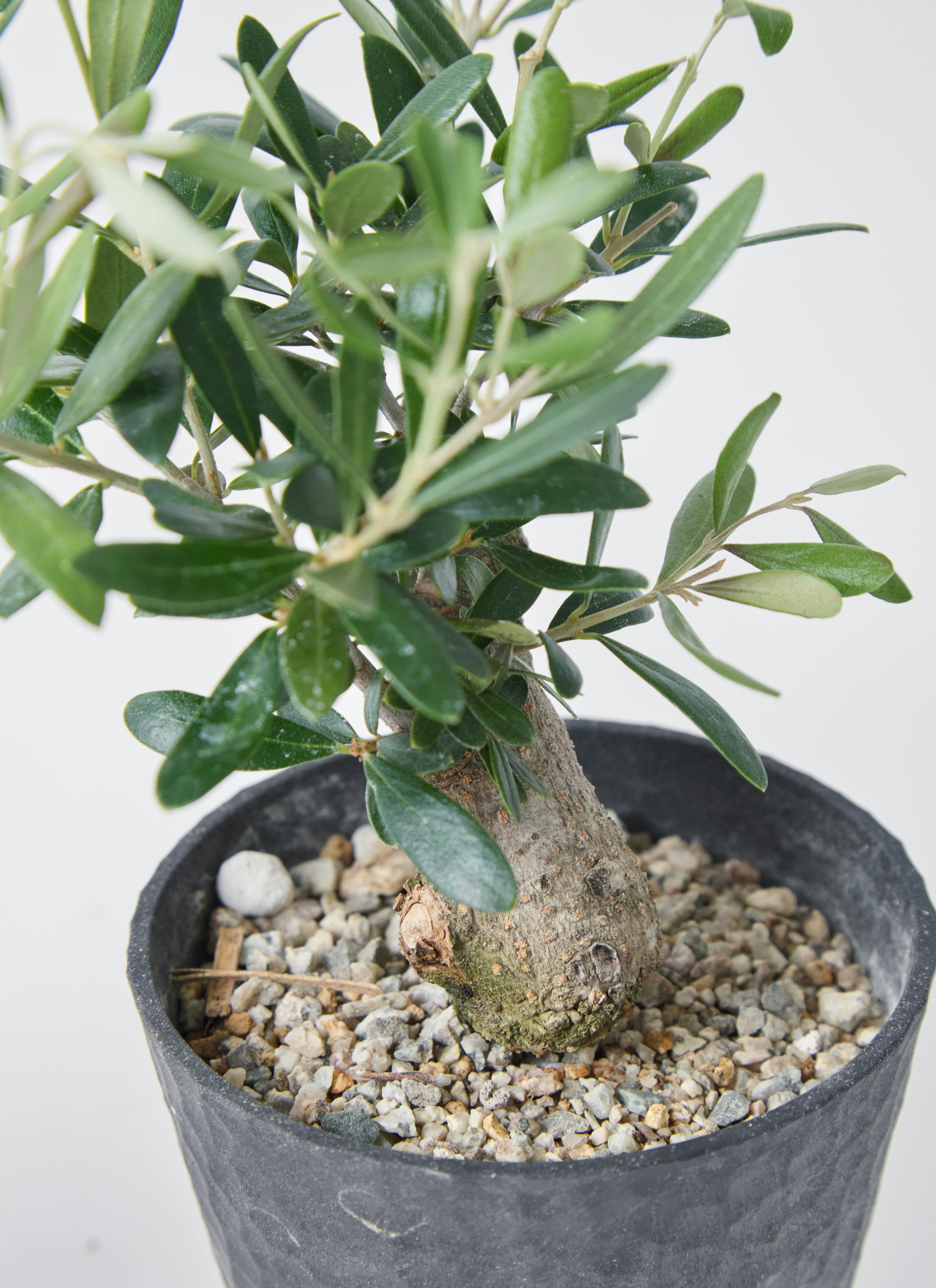 オリーブ　盆栽仕立て オリーブの木 盆栽仕立て