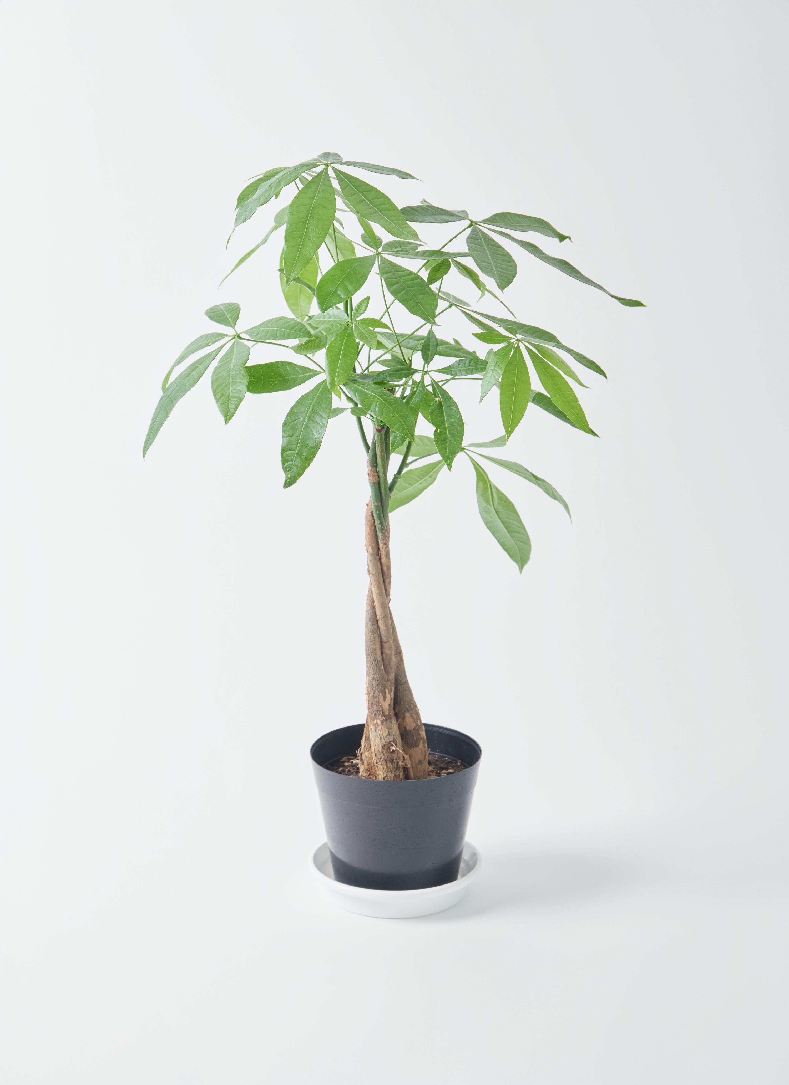 パキラ植物 観葉植物 パキラ 5号 ねじり ラスターポット 付き | 観葉植物なら