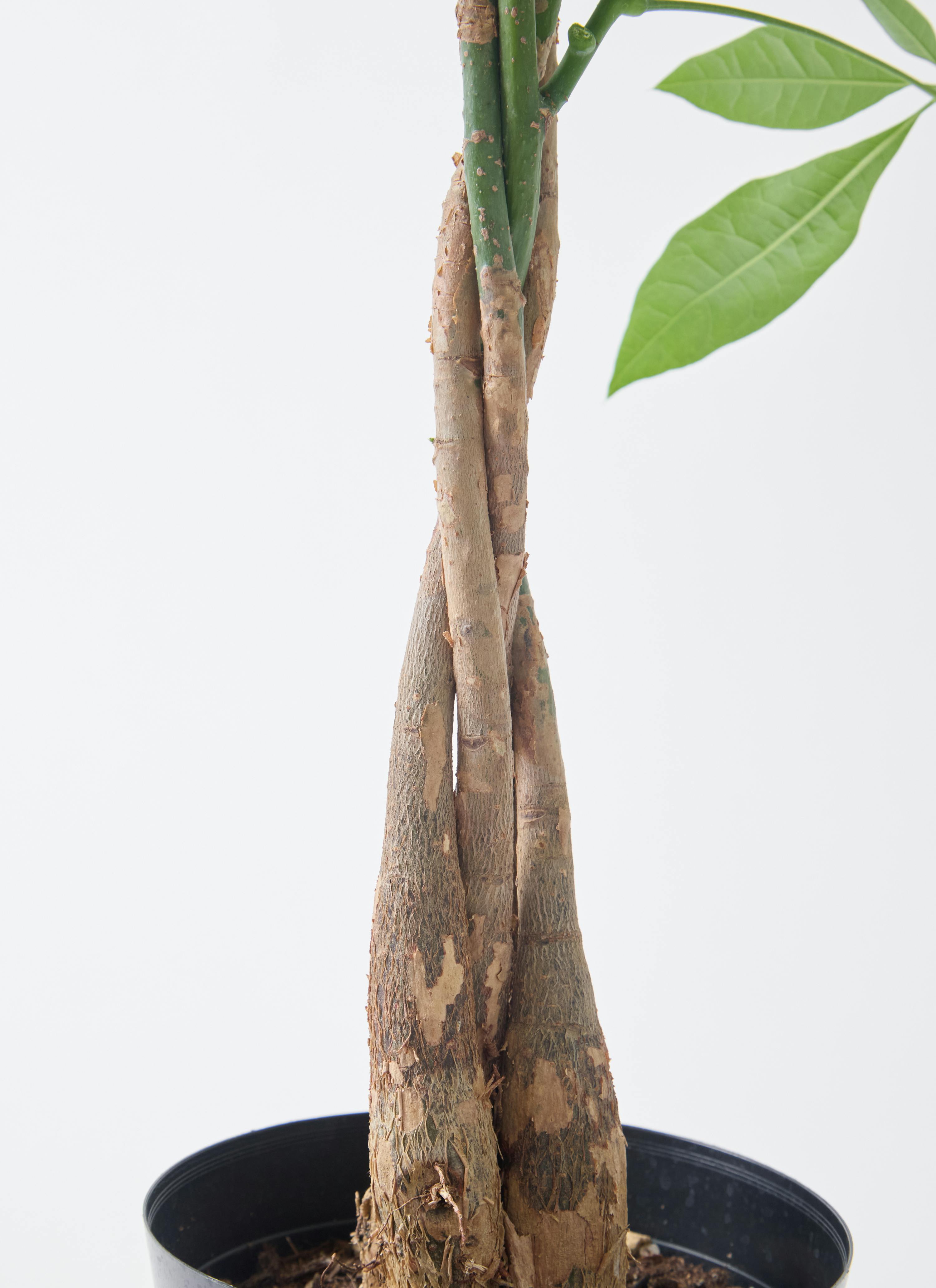 観葉植物 パキラ 5号 ねじり インティ M 濃グレイ 付き | 観葉植物なら