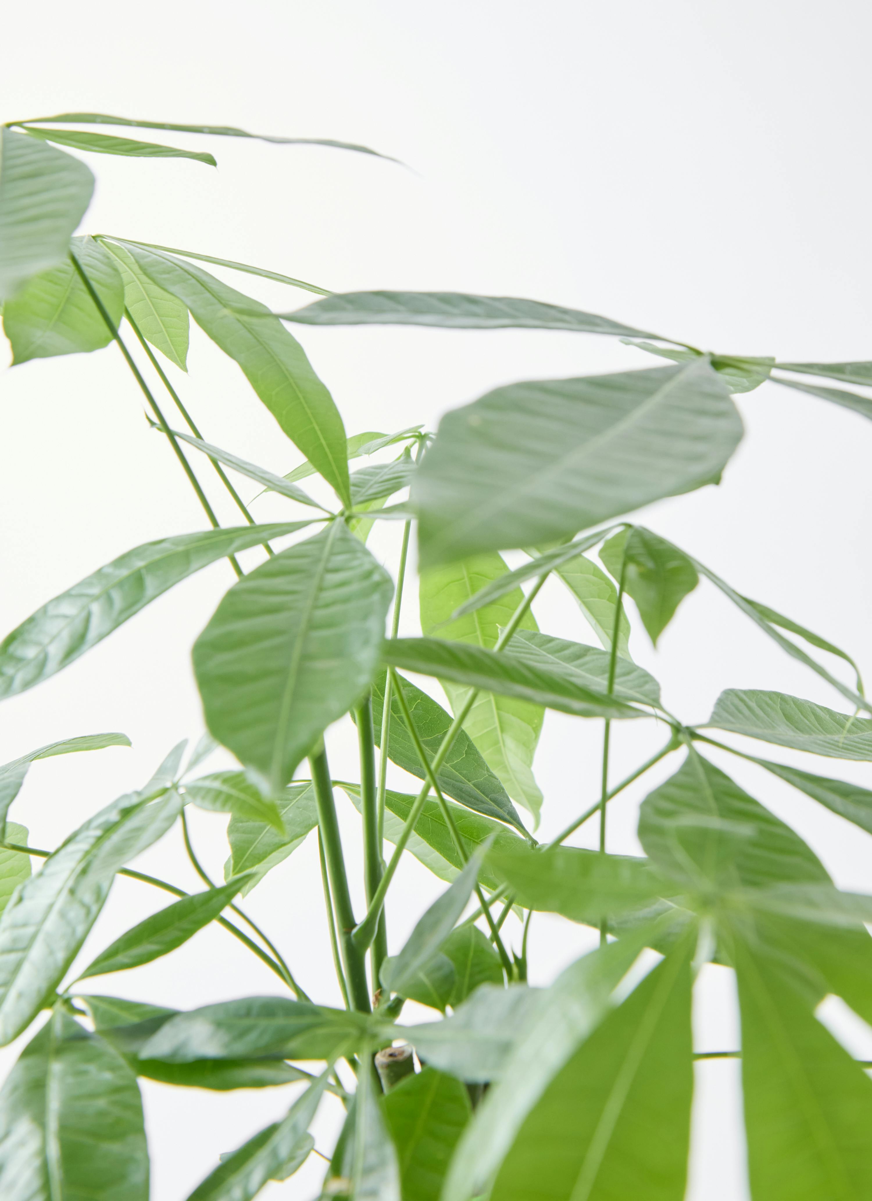 観葉植物 パキラ 5号 ねじり ラスターポット 付き | 観葉植物なら