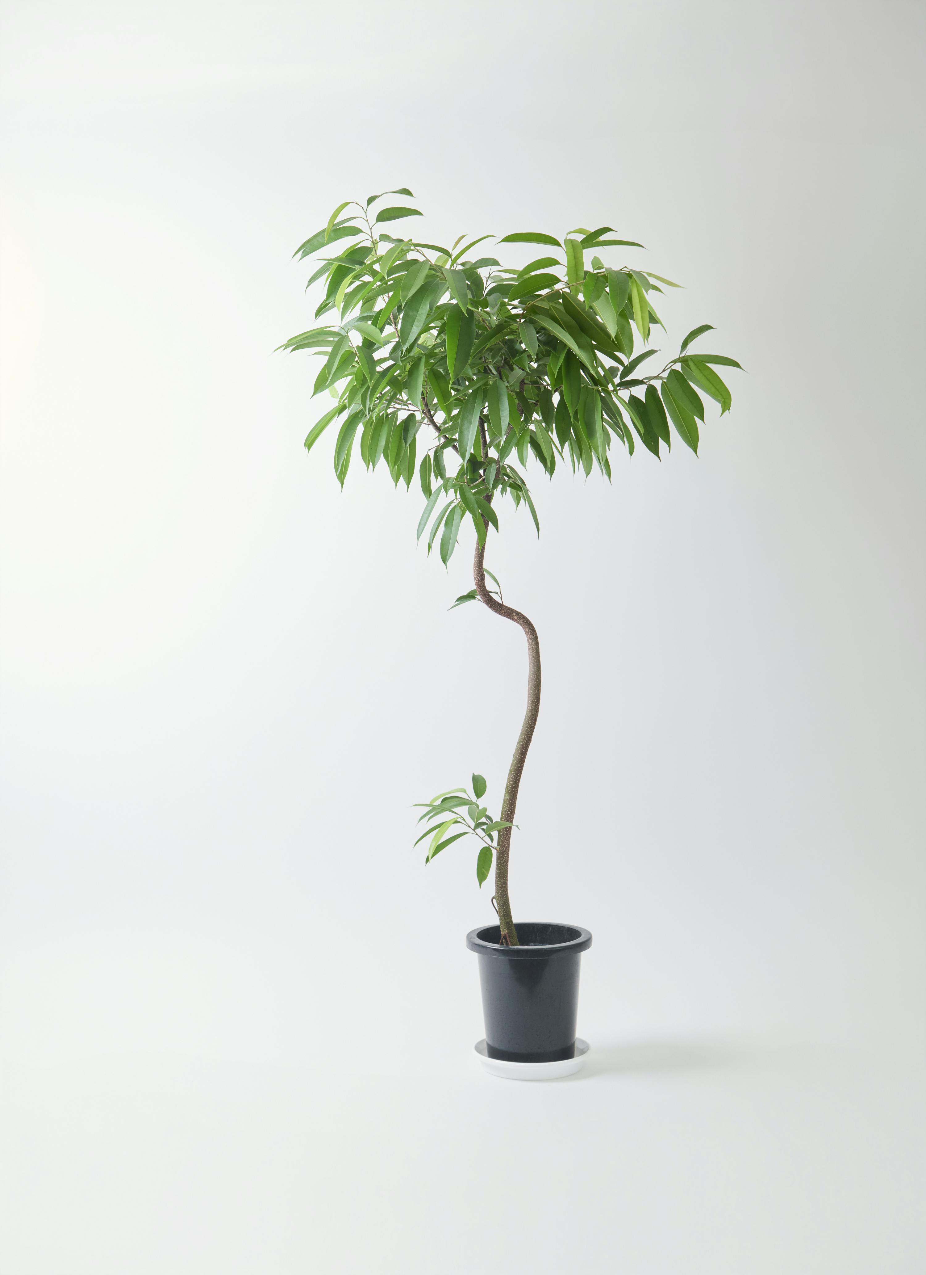 フィカス アムステルダムキング | 観葉植物通販HitoHana(ひとはな)