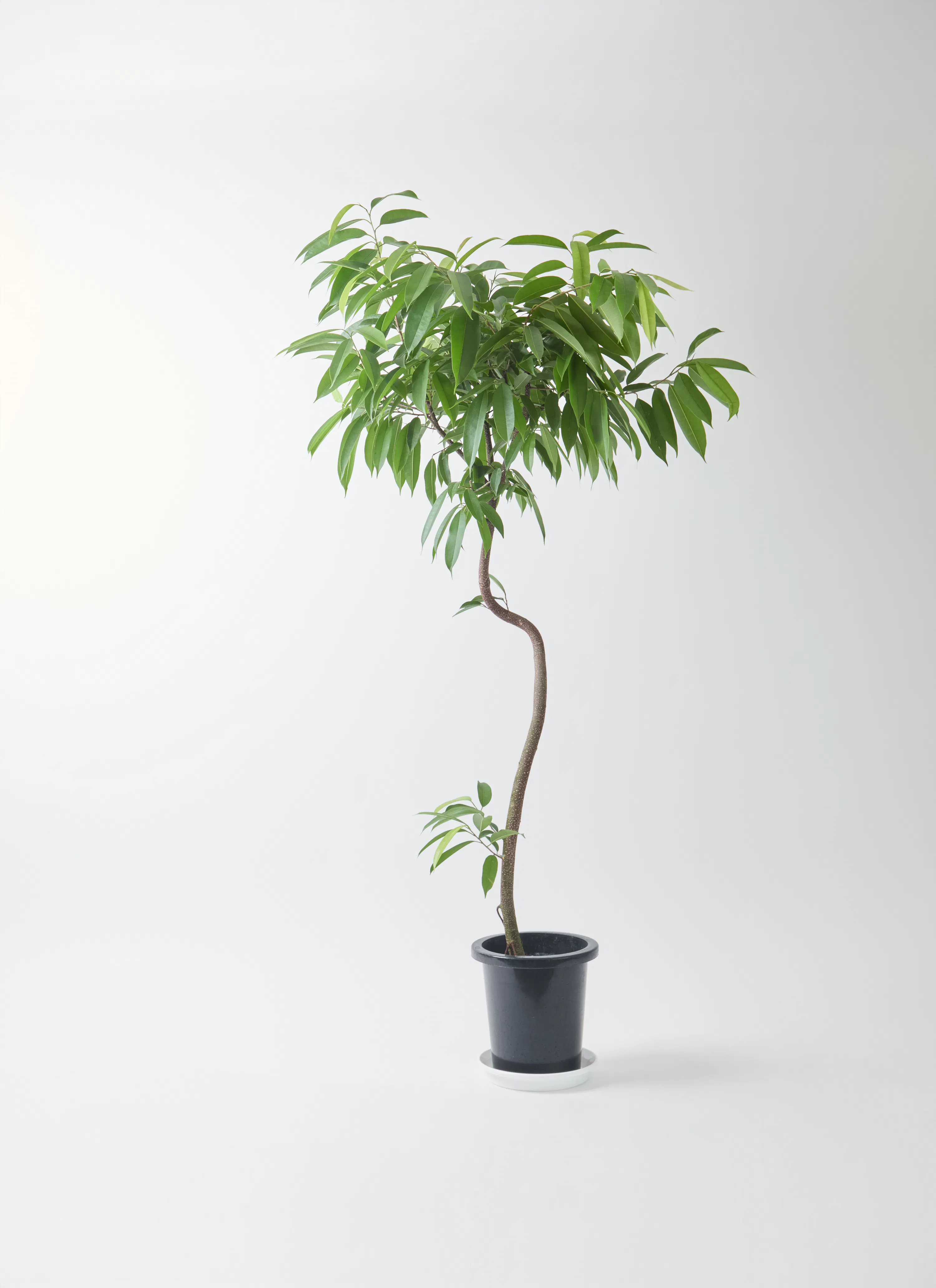 ☆ フィカス アムステルダムキング♪ 曲がり仕立て 107cm ♪ フィカス  