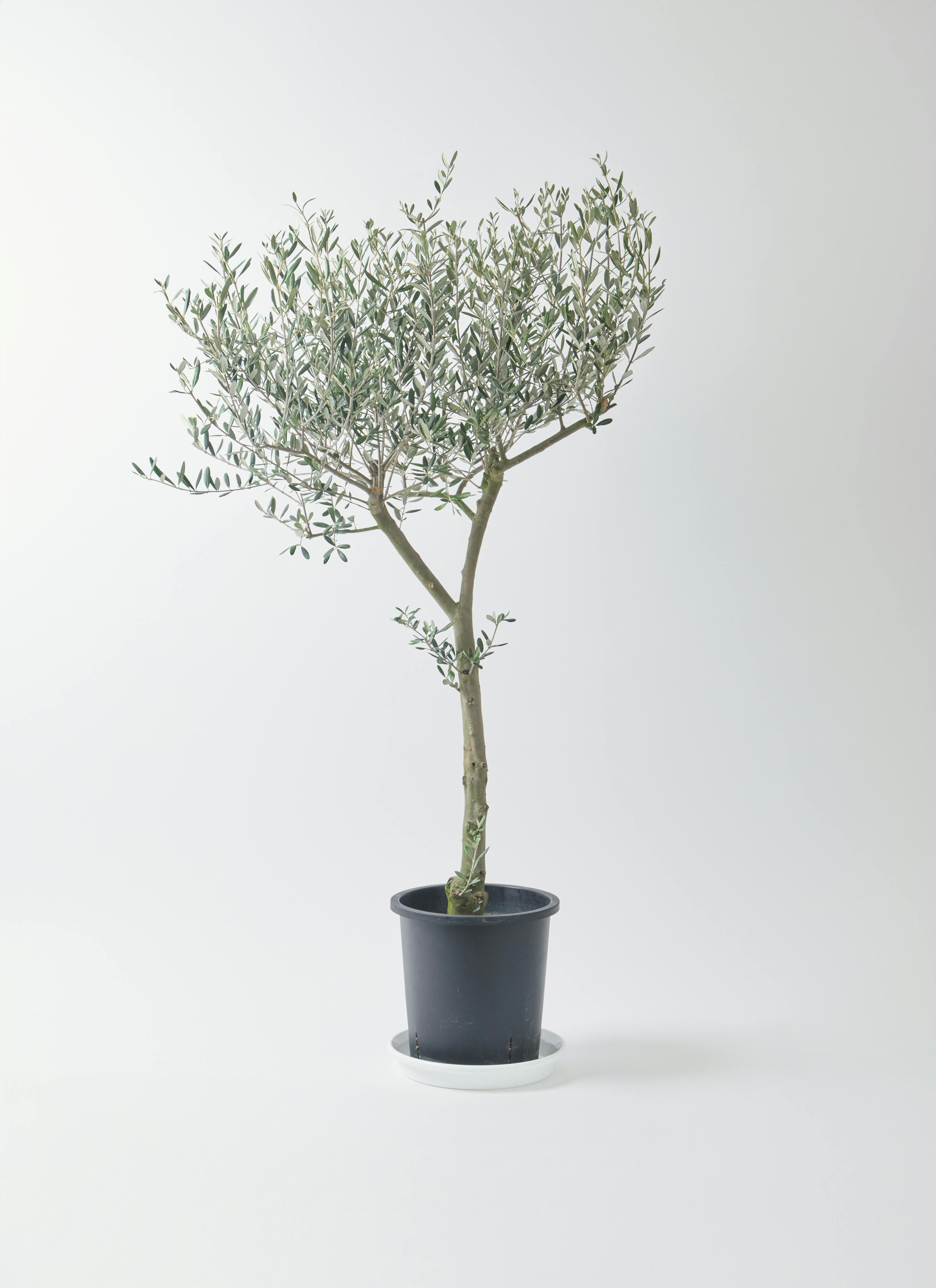 オリーブの木をサイズ別に選ぶ | 観葉植物通販HitoHana(ひとはな)