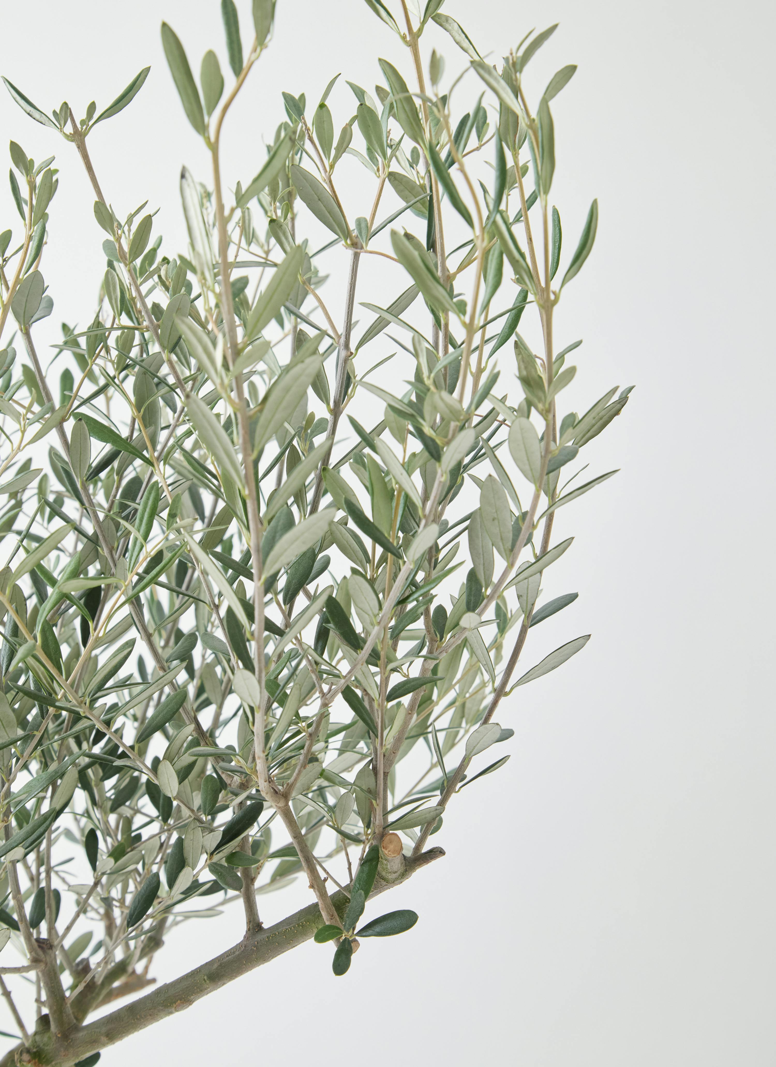 観葉植物 オリーブの木 9号 創樹 ブリティッシュキューブ 付き | 観葉