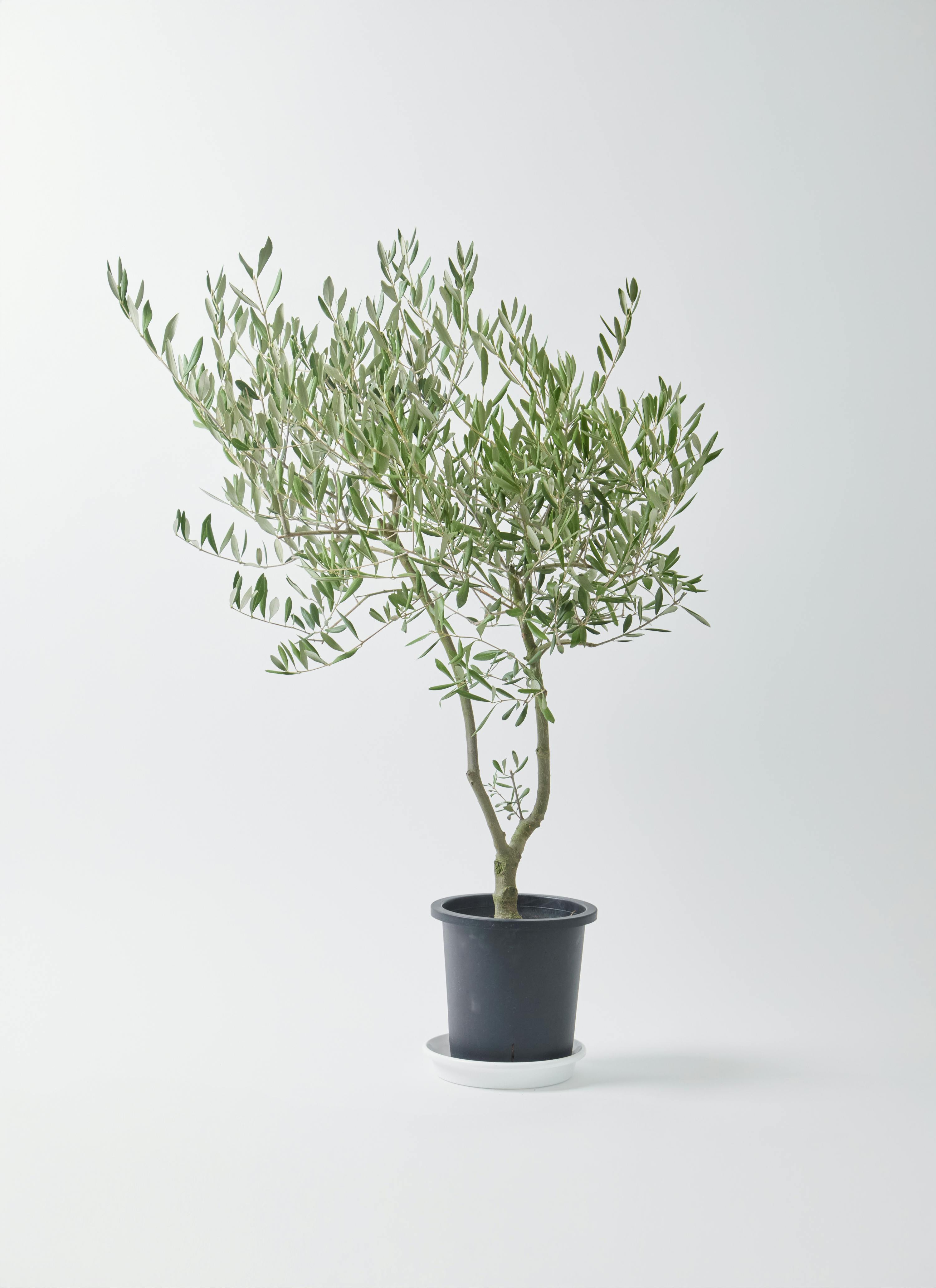 観葉植物 オリーブ 7号 創樹 オリーミー プラスチック鉢 | 観葉植物