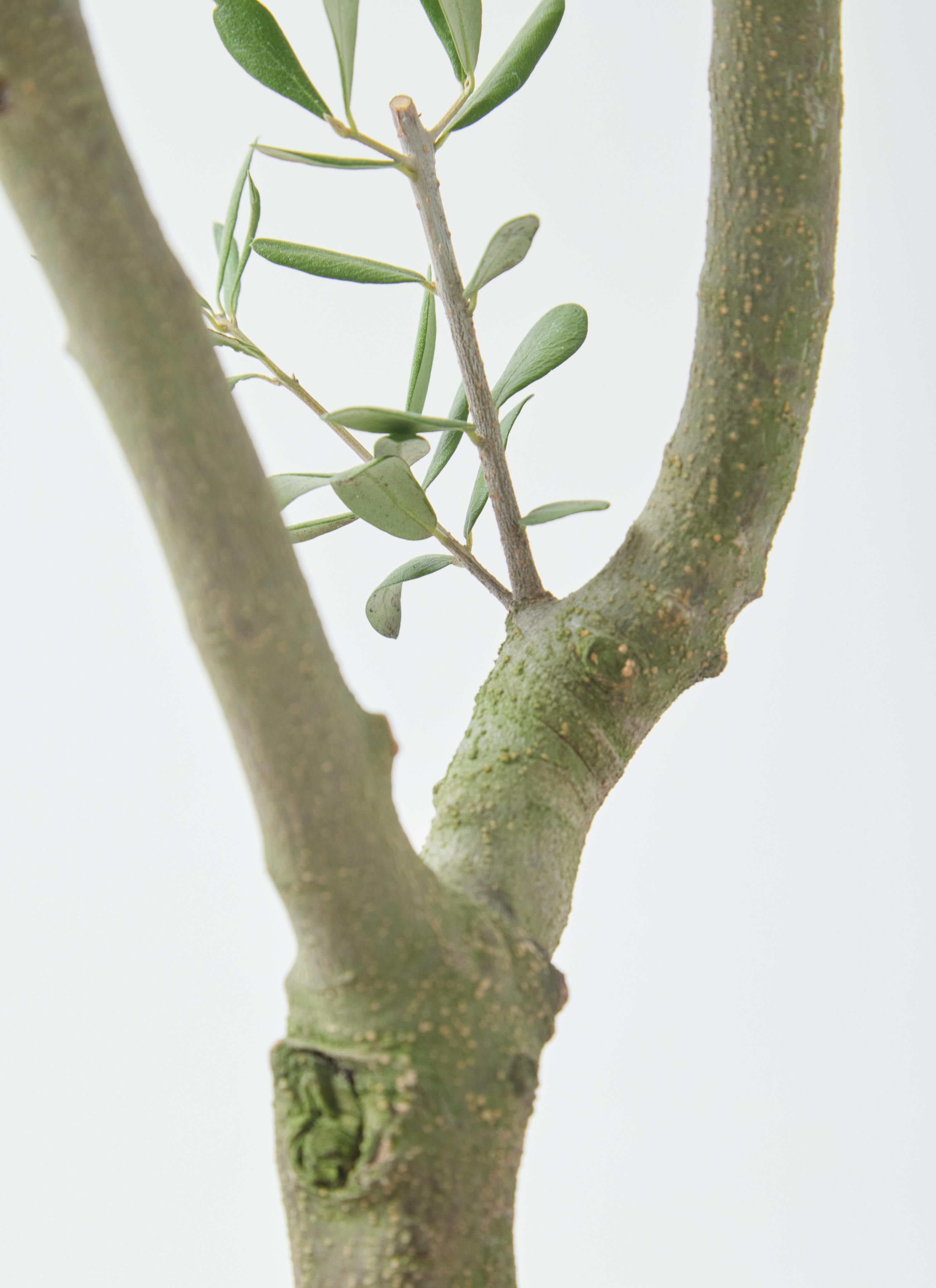 観葉植物 オリーブ 7号 創樹 オリーミー プラスチック鉢 | 観葉植物