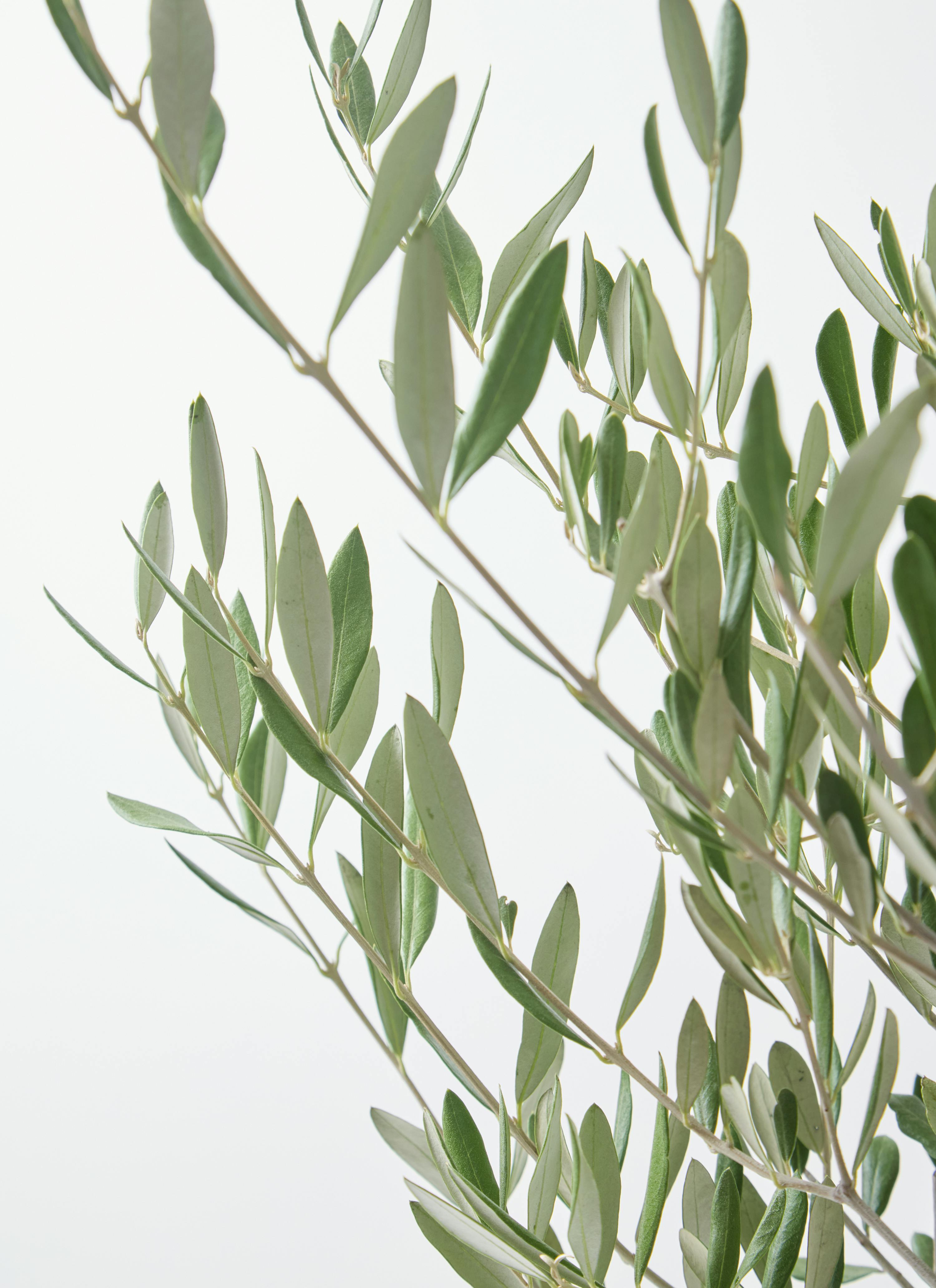 希少　創樹オリーブ　オリーミー 観葉植物 オリーブ 7号 創樹 オリーミー プラスチック鉢 | 観葉植物