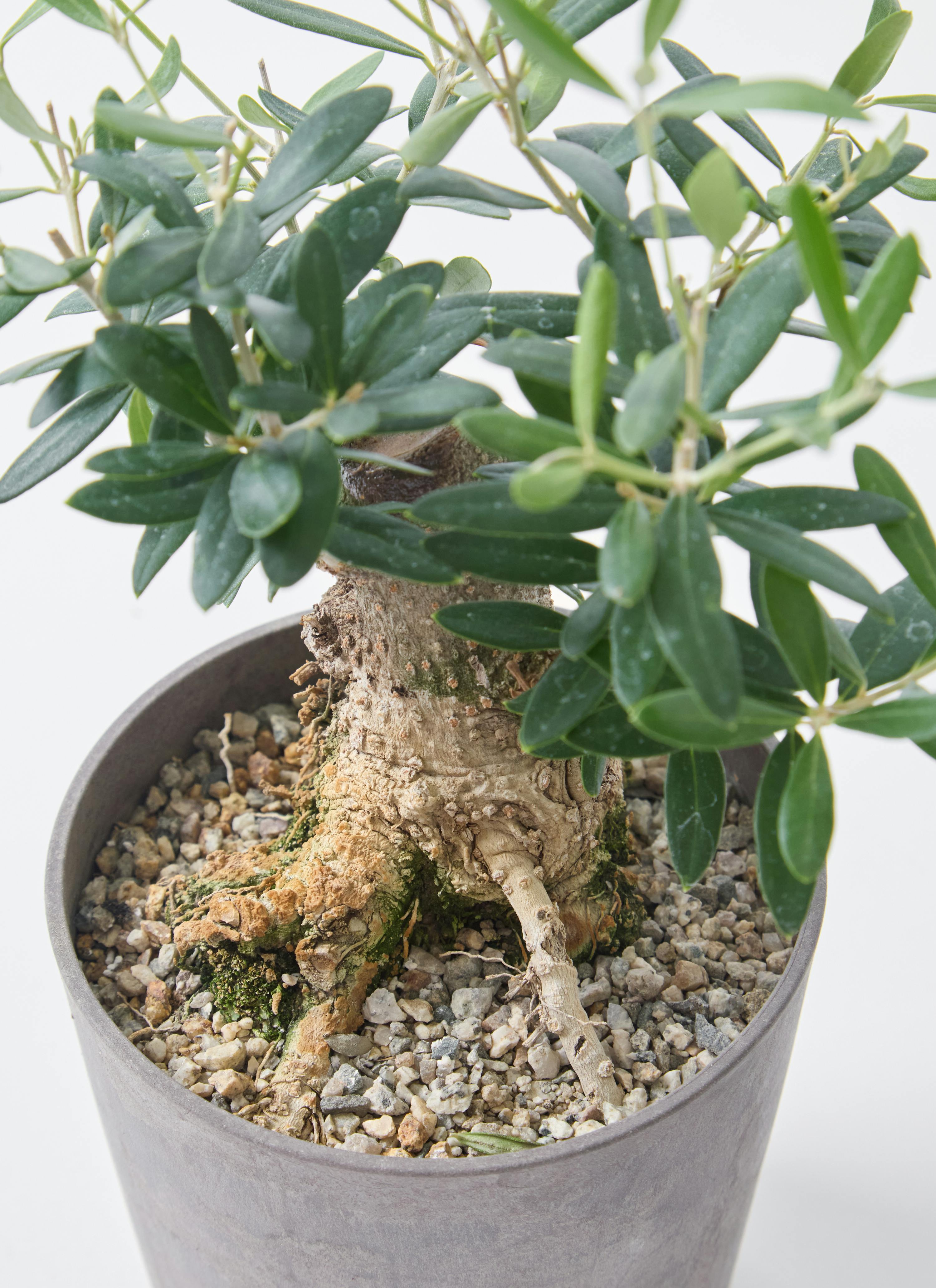 観葉植物 オリーブ 4号 創樹 盆栽仕立て | 観葉植物ならHitoHana(ひとはな)