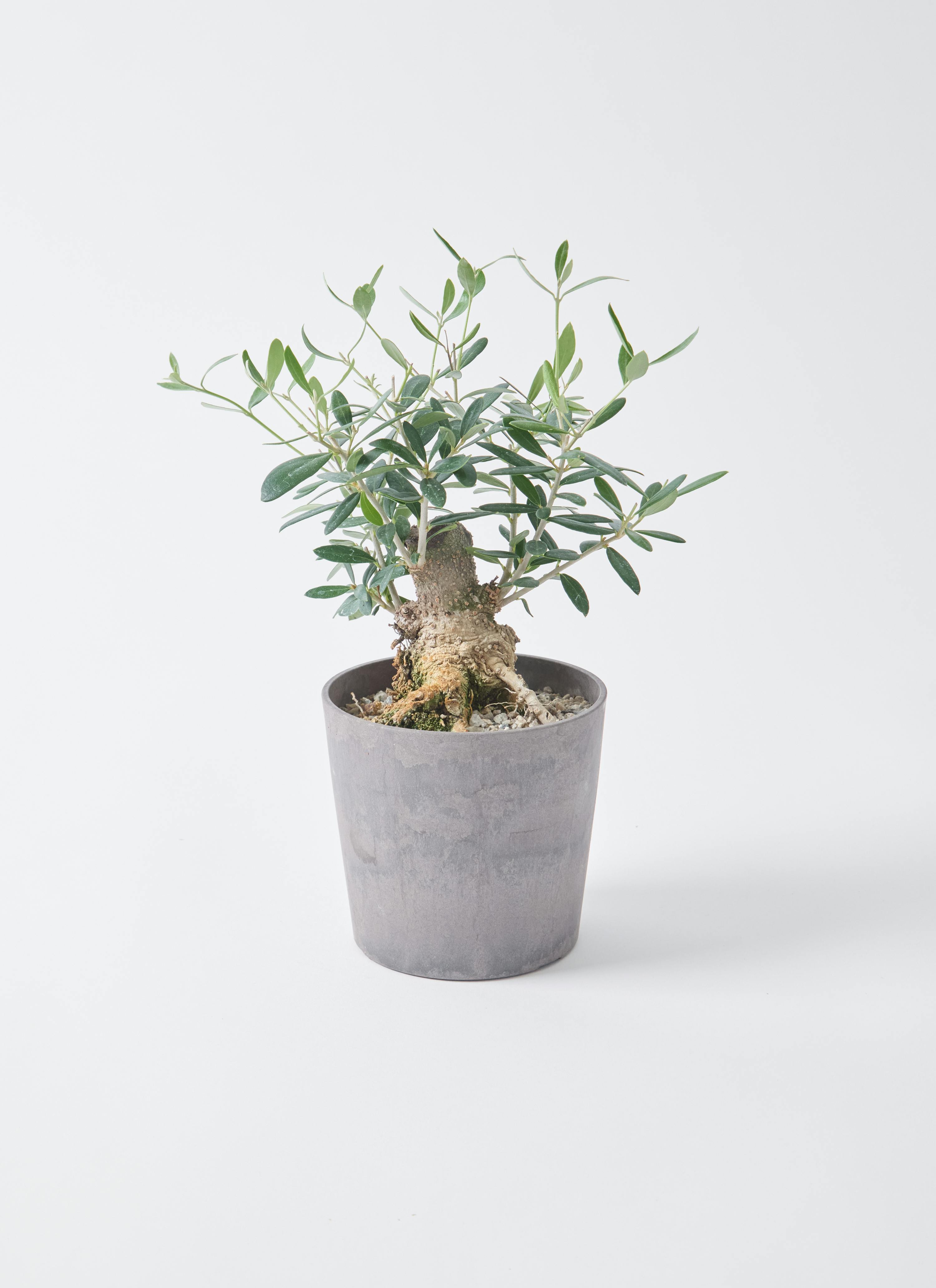 観葉植物 オリーブ 4号 創樹 盆栽仕立て | 観葉植物ならHitoHana(ひとはな)