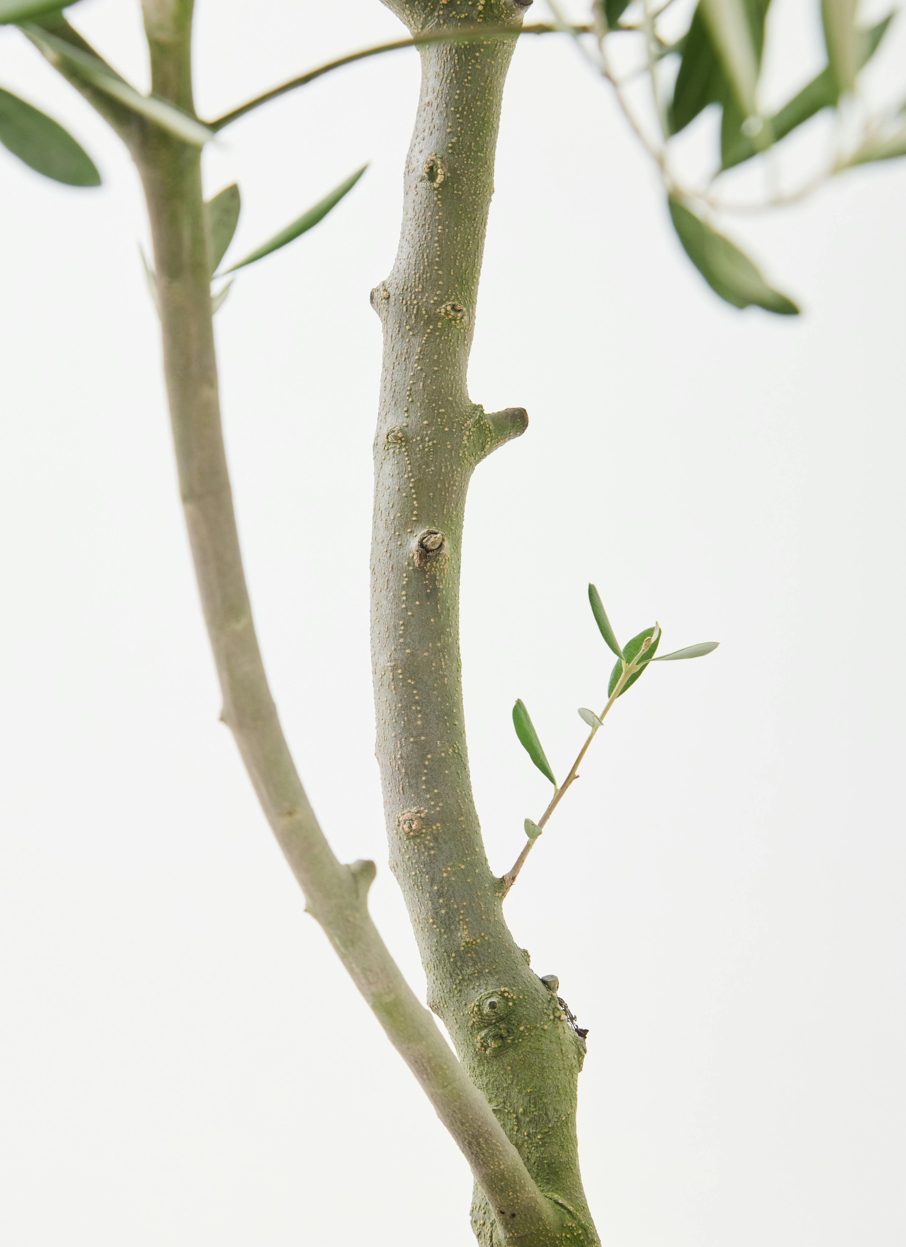 観葉植物 オリーブの木 8号 創樹 オリーミー エディラウンド グレイ
