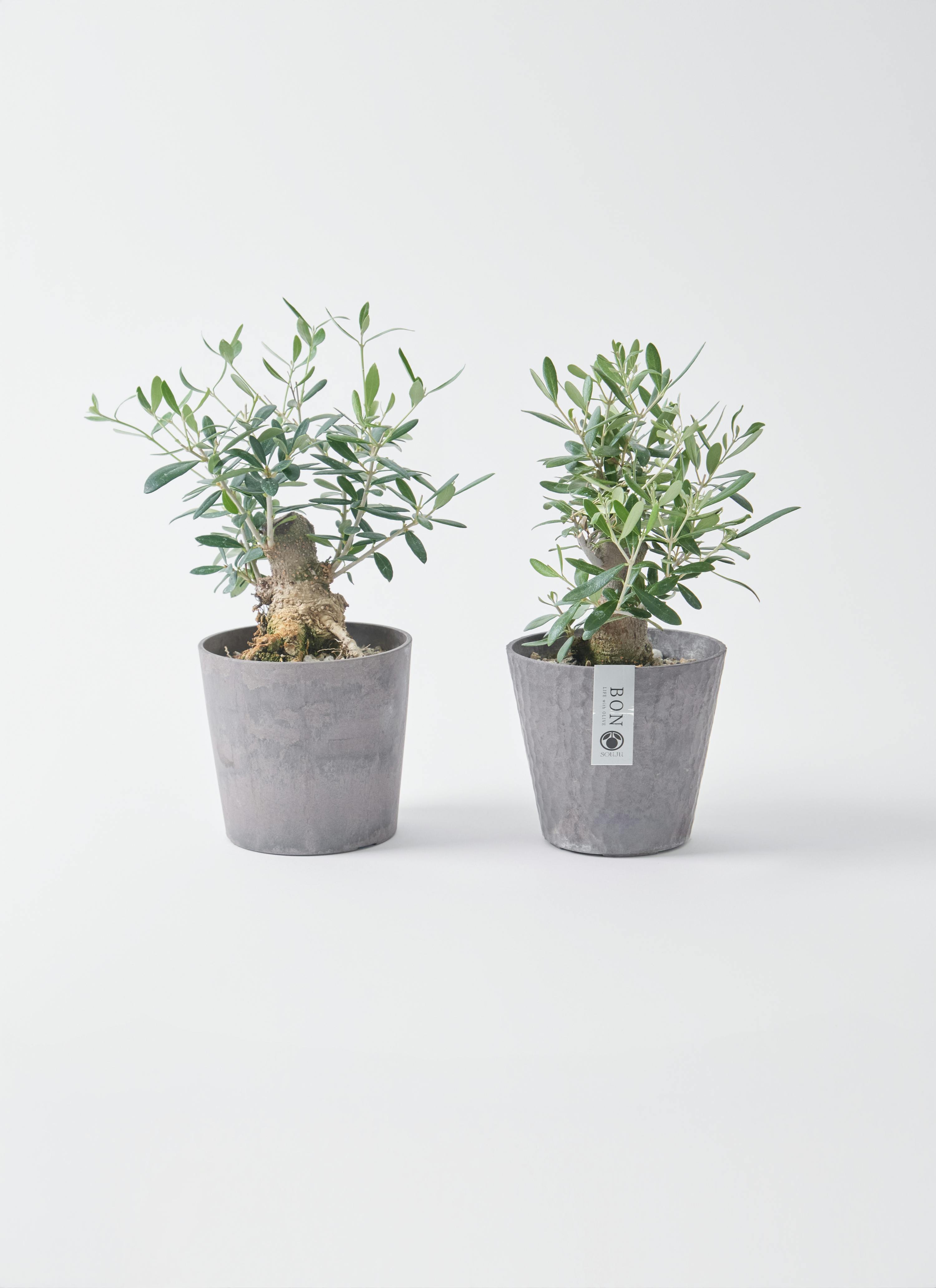 オリーブ　盆栽仕立て 根上がりオリーブ&実付きオリーブ入荷。 #bot長泉 #bot_green