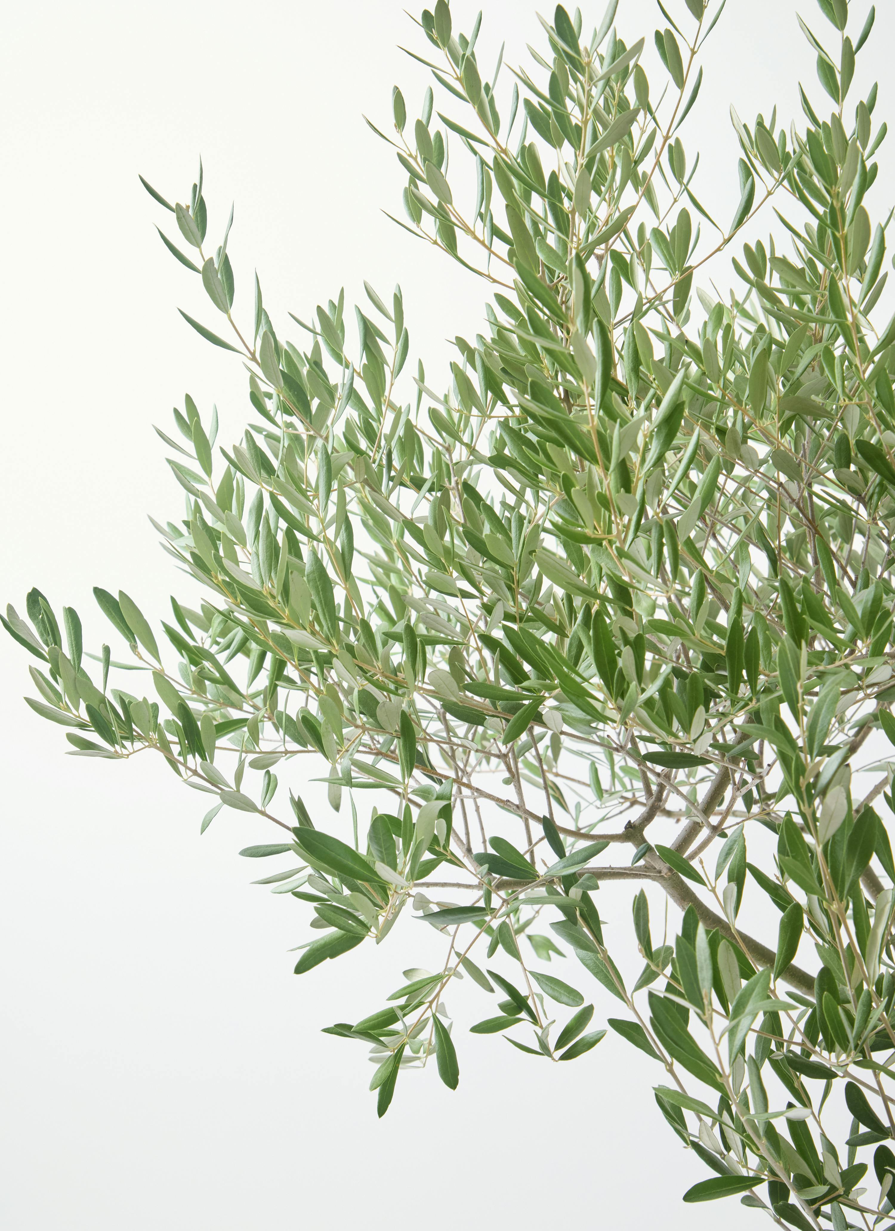 希少　創樹オリーブ　オリーミー 観葉植物 オリーブ 7号 創樹 オリーミー プラスチック鉢 | 観葉植物
