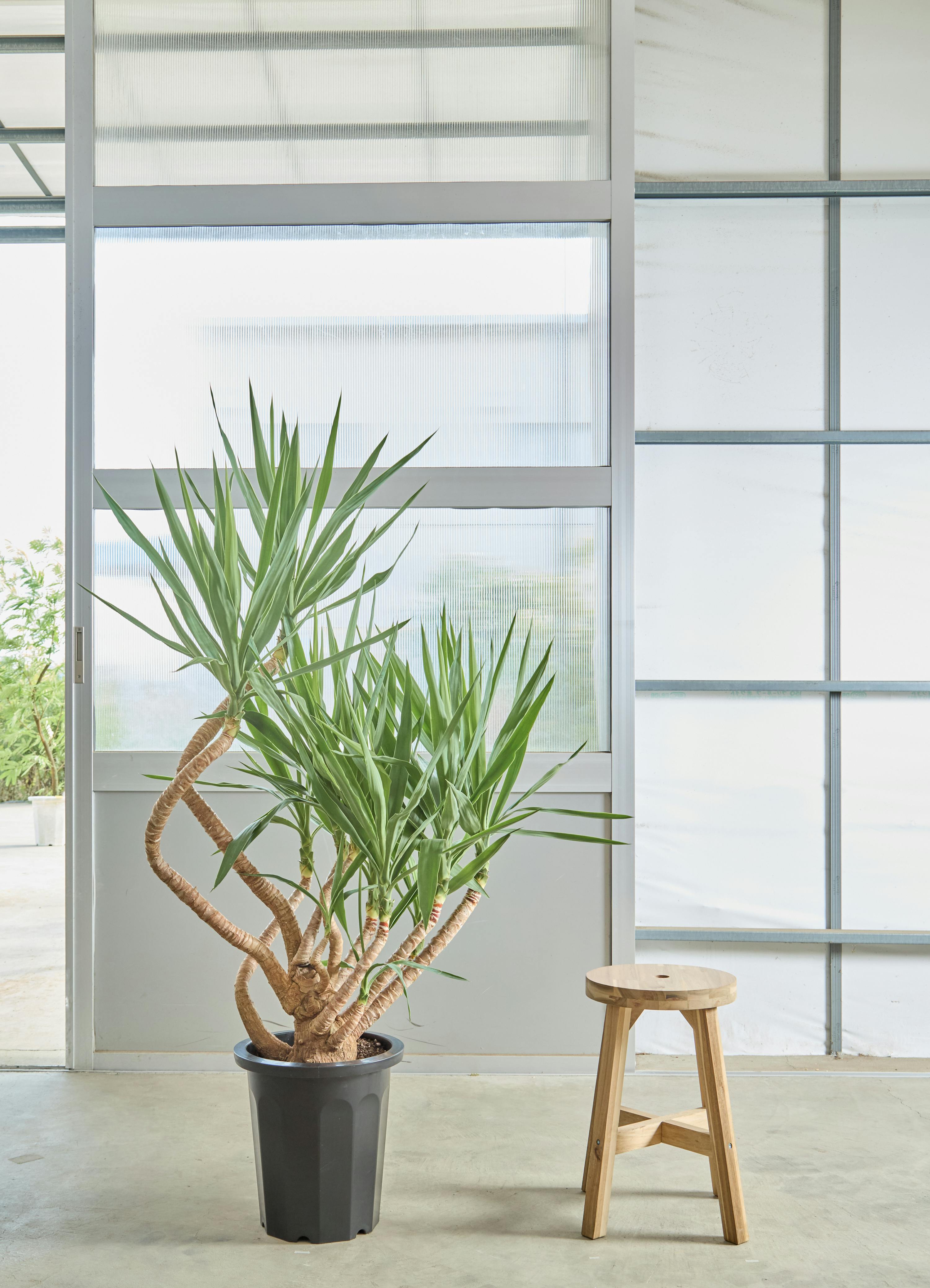 BOSS 観葉植物　大型ユッカ　高さ２１５センチ　埼玉県久喜市　配送可能 観葉植物 大型ユッカ 高さ215センチ 直接引取り歓迎 埼玉県