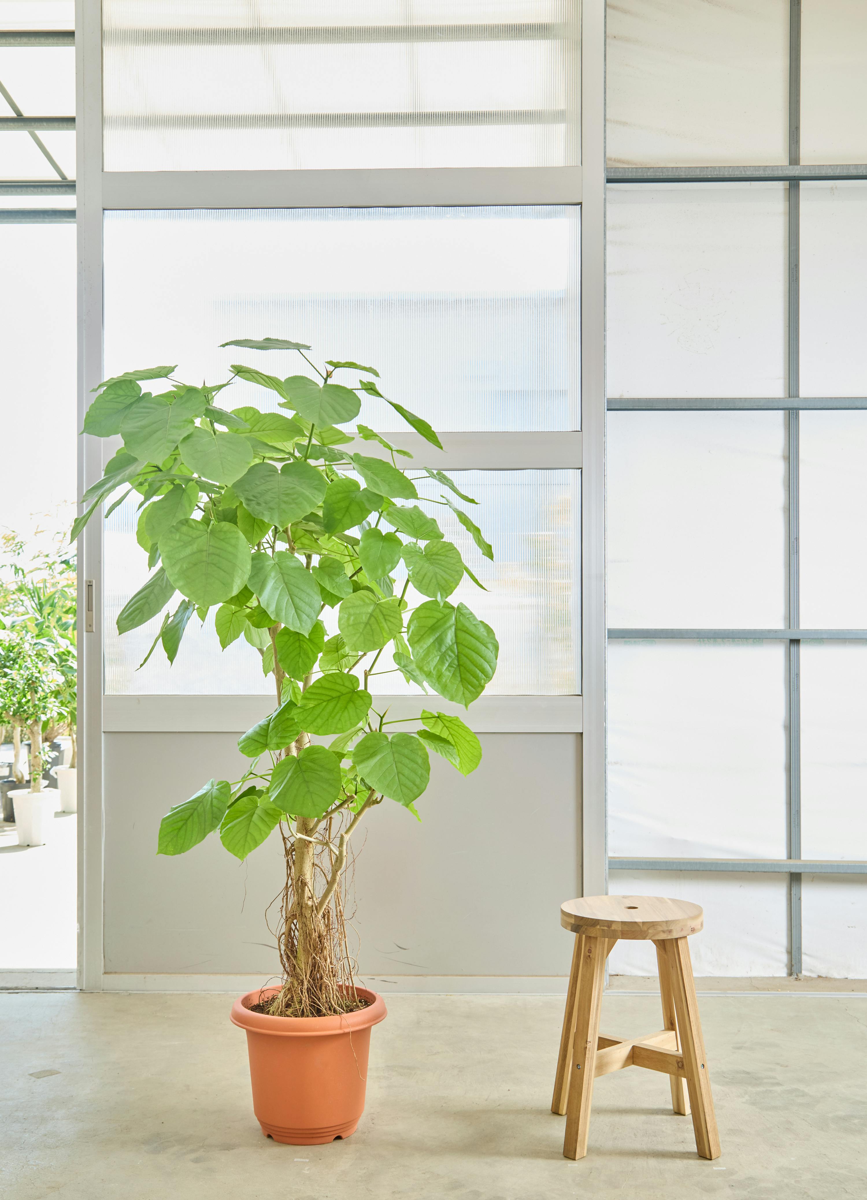 ウンベラータ 大型 | 観葉植物通販HitoHana(ひとはな)