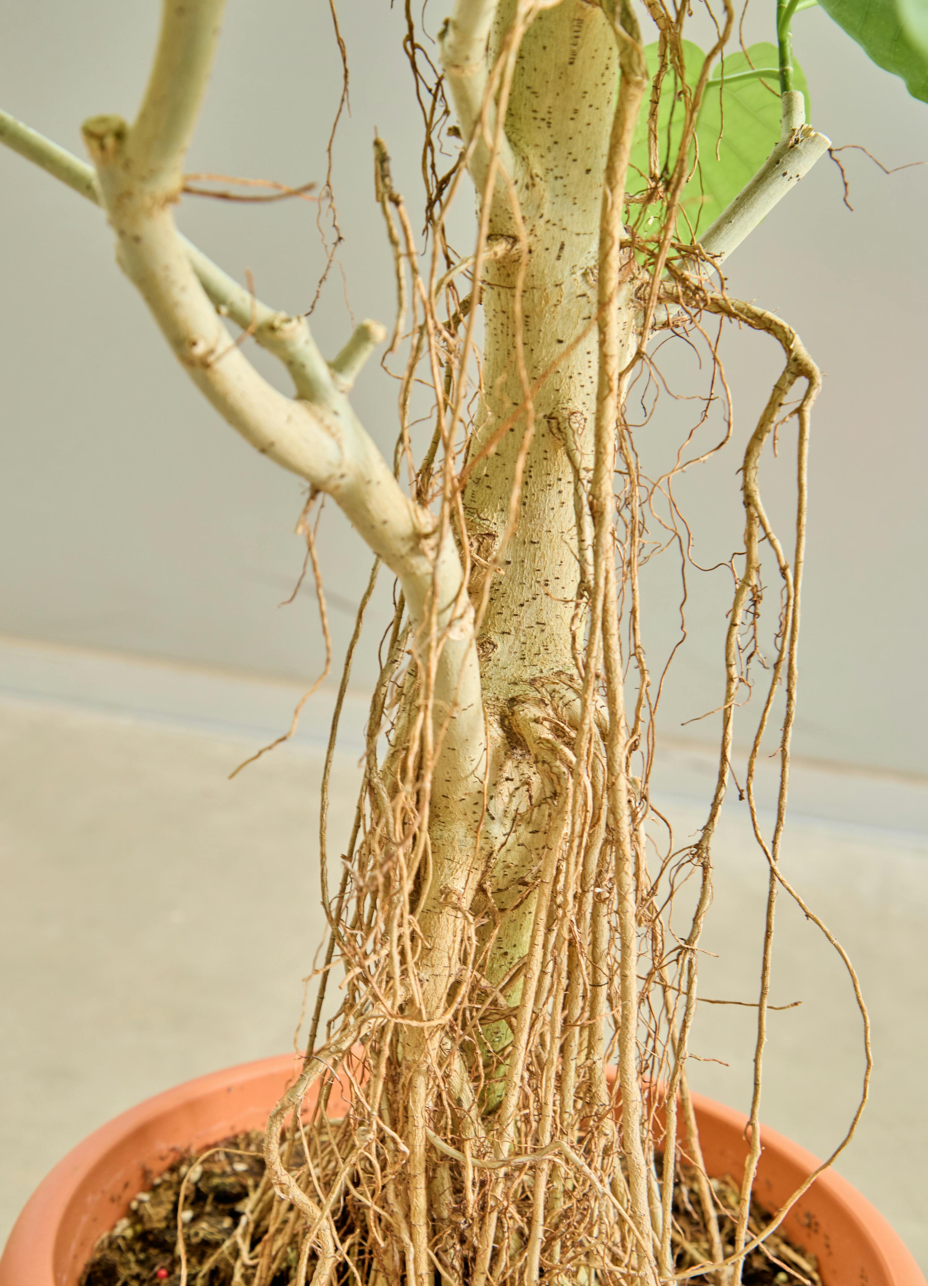 観葉植物 フィカス ウンベラータ【160cm】10号 気根 プラスチック鉢