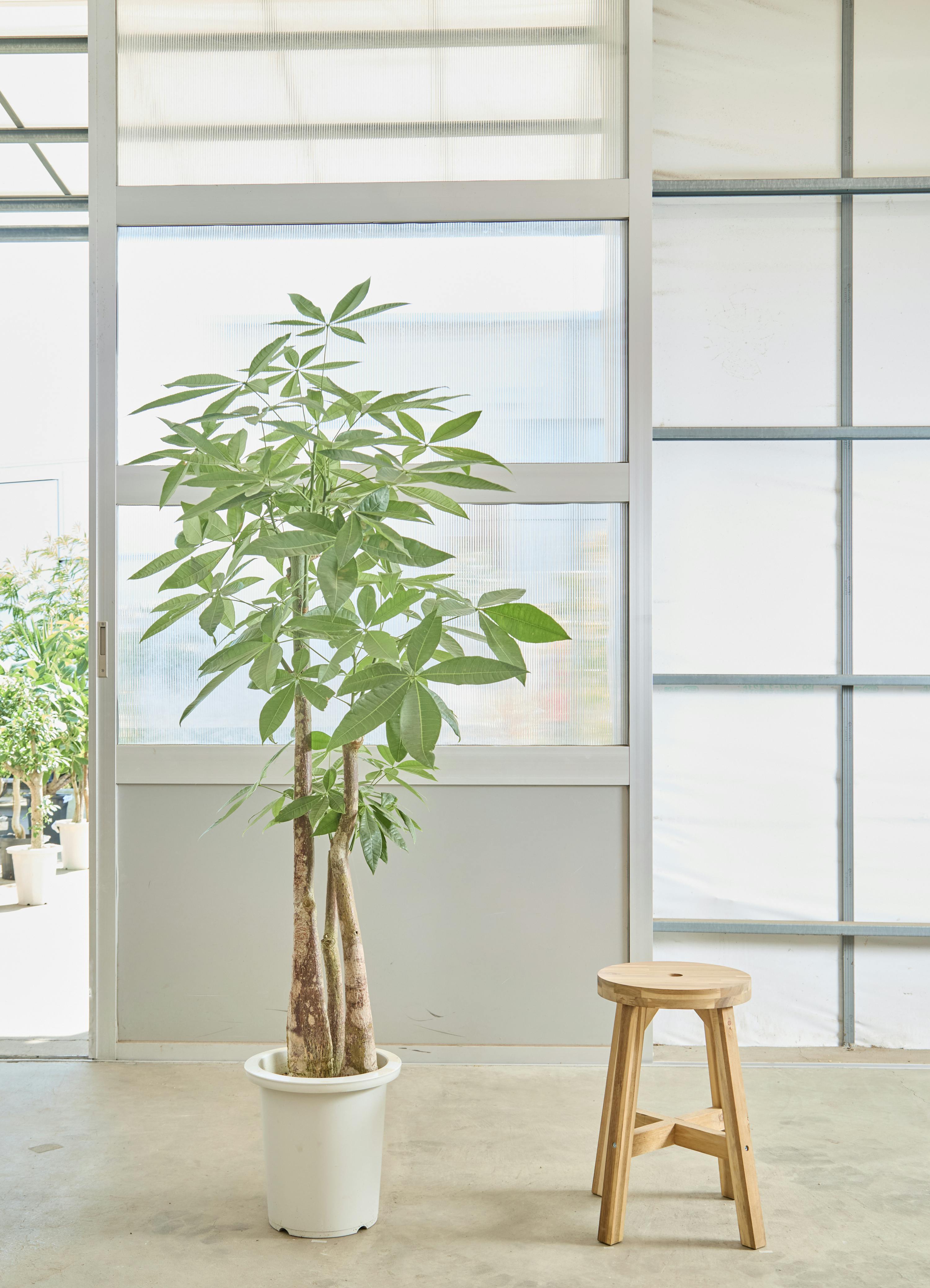 パキラ 発財樹 10号鉢 尺鉢 高さ140-160cm ラスターポット 観葉植物 パキラ（発財樹）10号鉢（尺鉢）高さ140-160cm ラスターポット