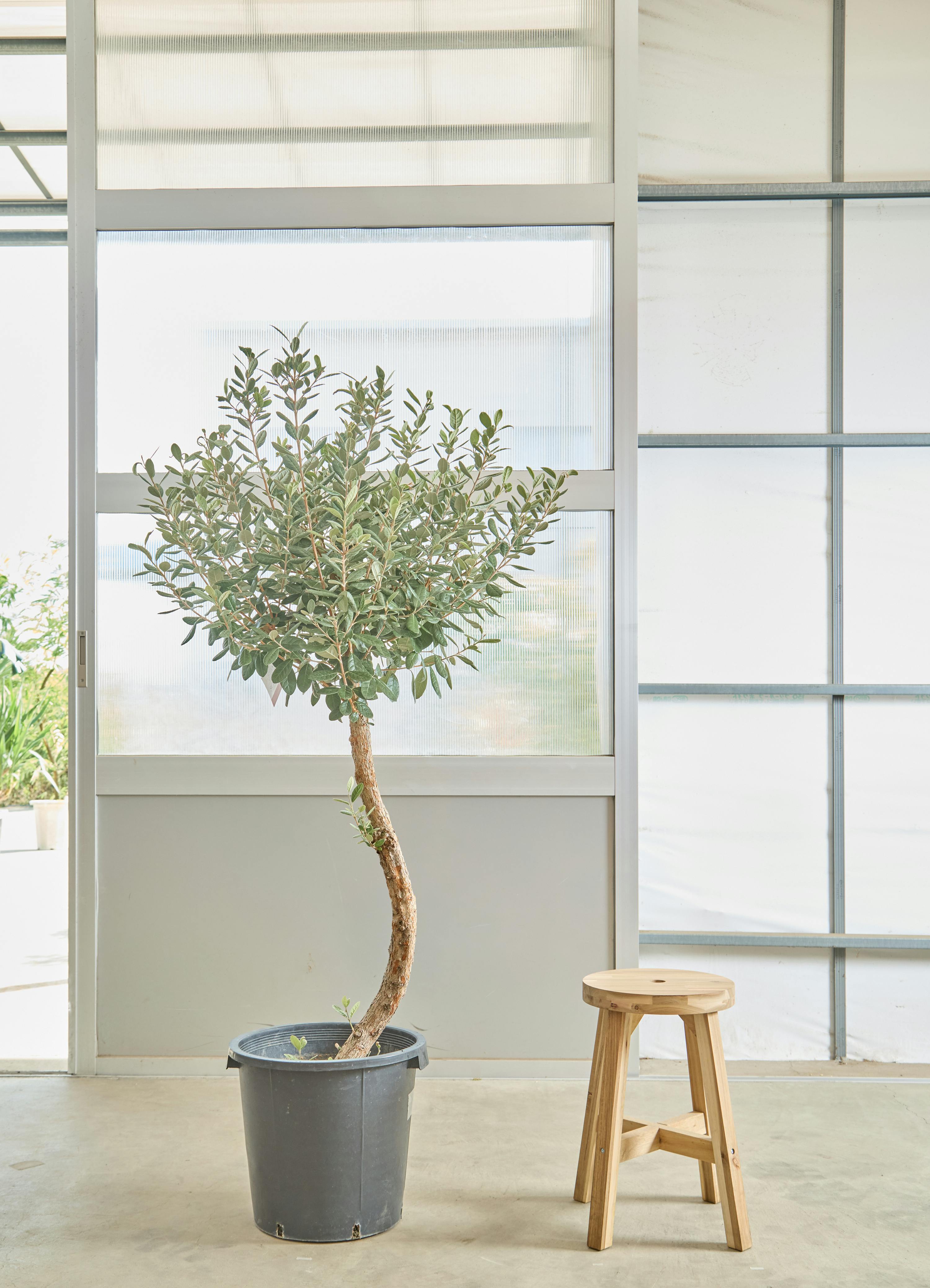 オリーブの木 創樹 | 観葉植物通販HitoHana(ひとはな)