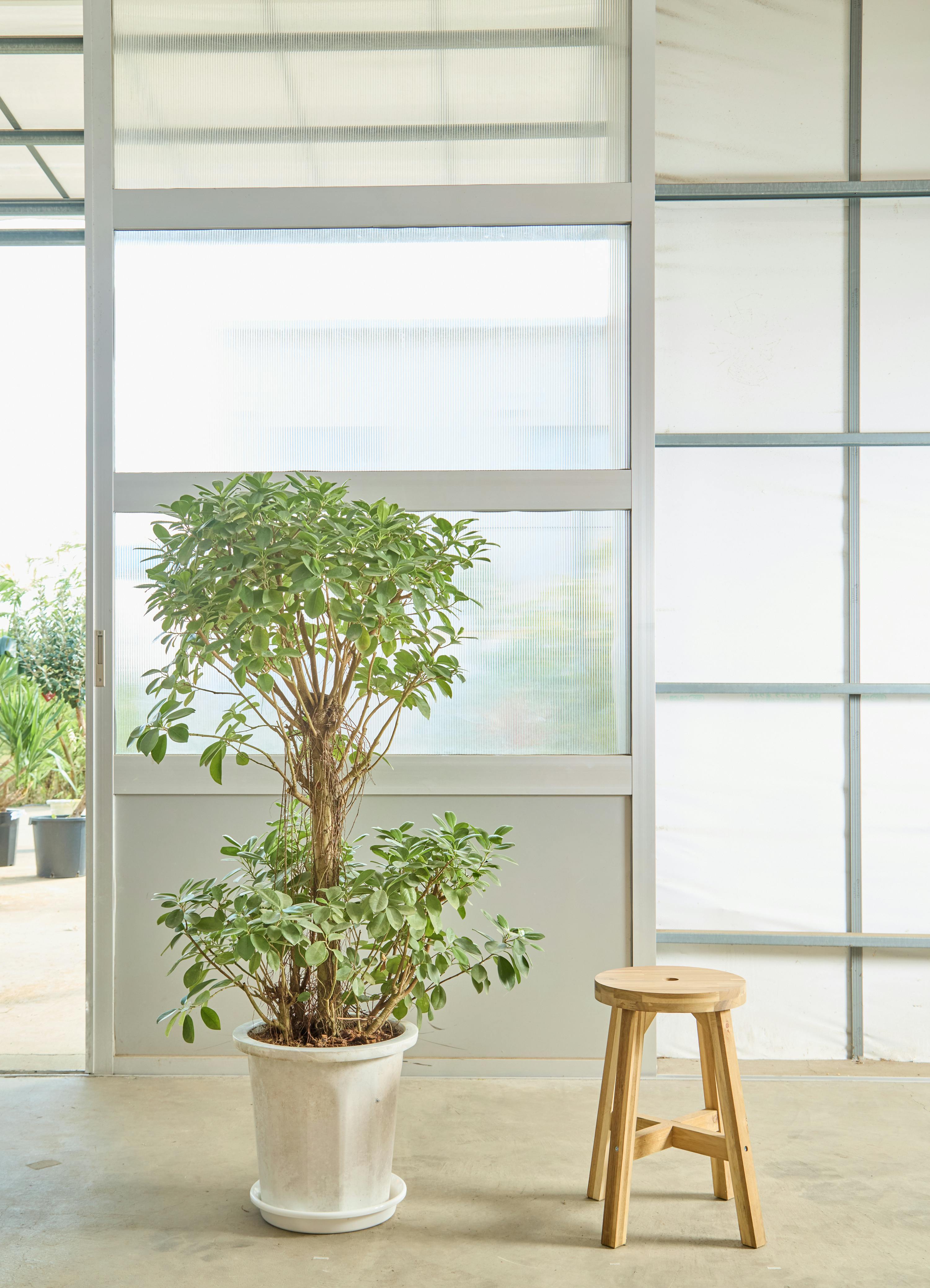 パンダ ガジュマル | 観葉植物通販HitoHana(ひとはな)