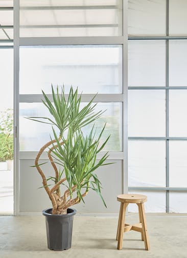 ユッカ 観葉植物 観葉植物 ユッカ 4号 ノーマル エッシ 16 R ブラウン 付き