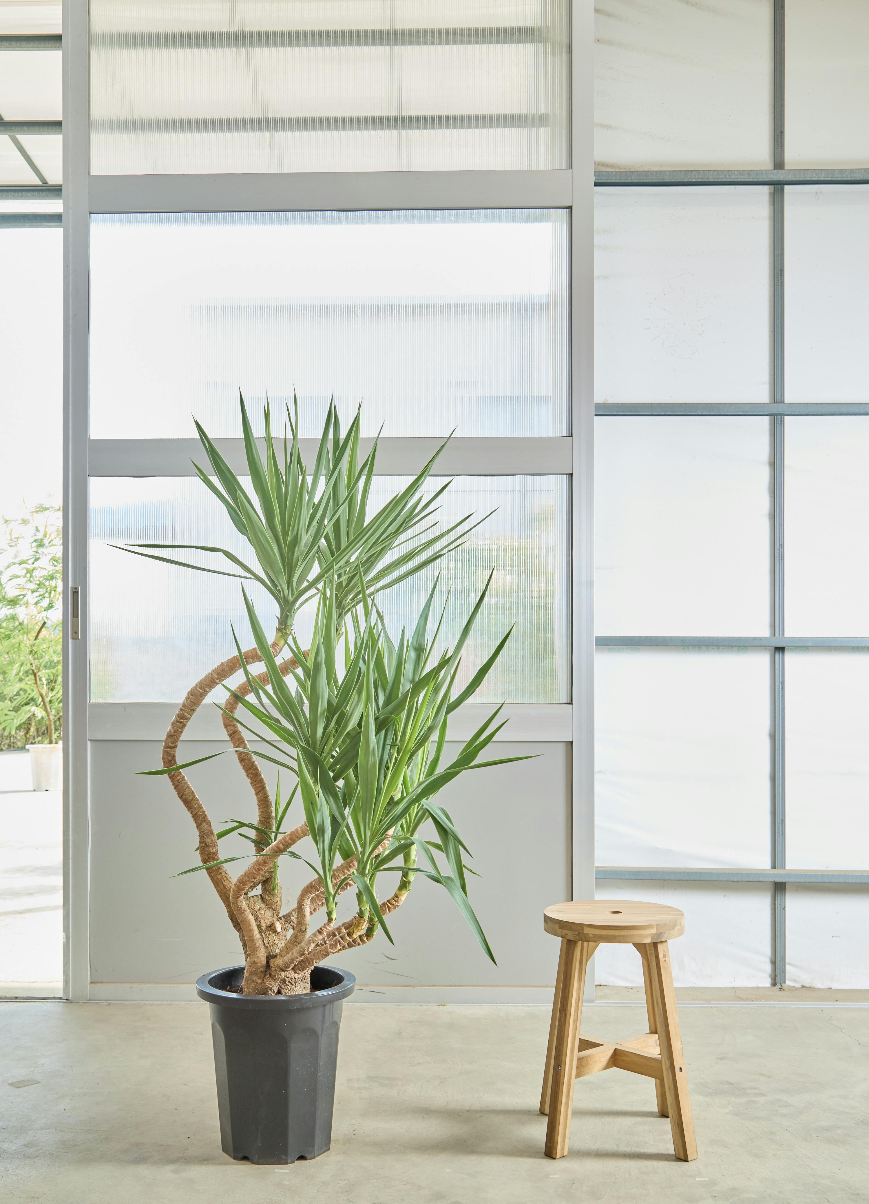 ユッカ 大型 | 観葉植物通販HitoHana(ひとはな)