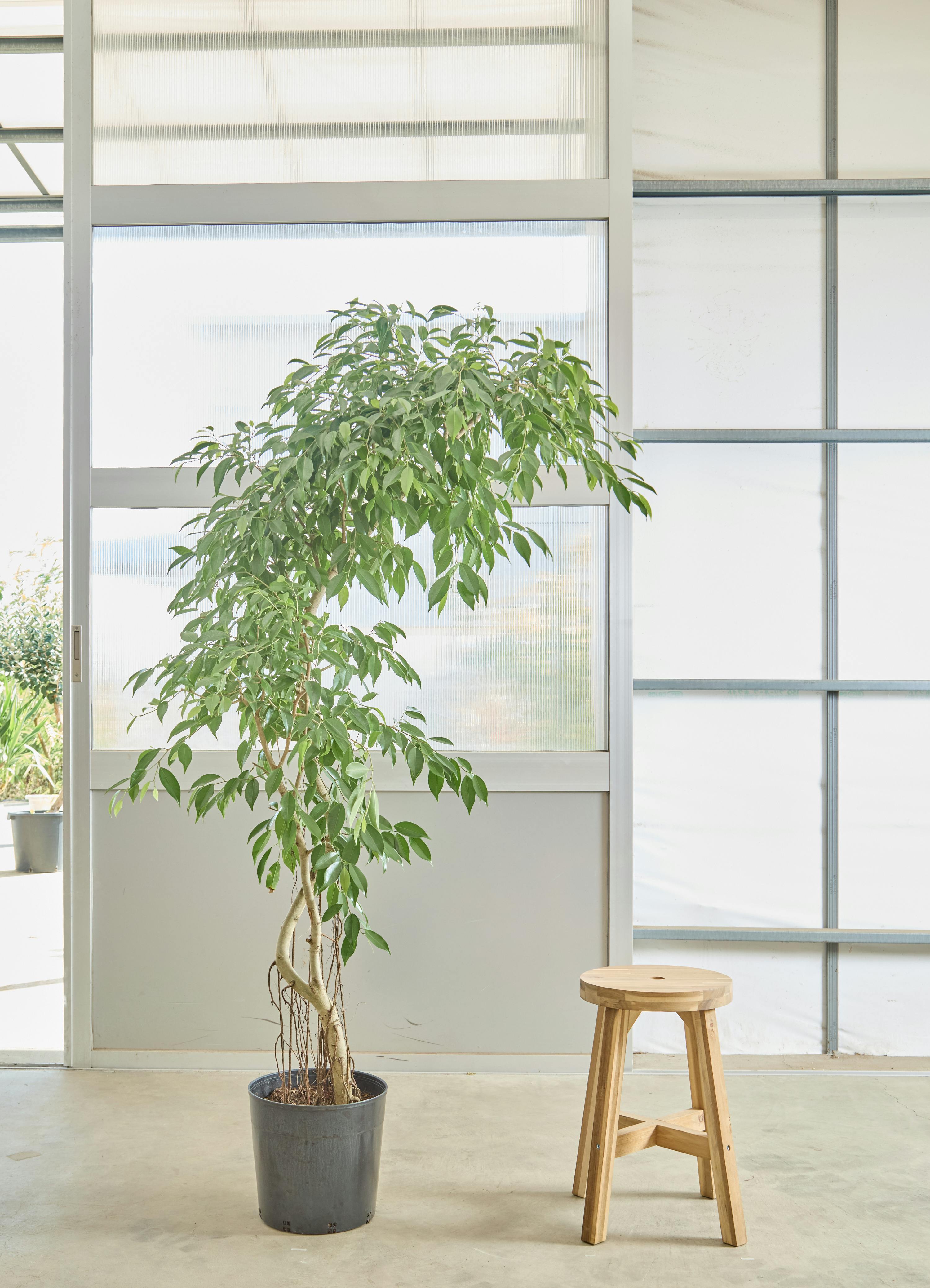 ①　フィカス　ベンジャミナ　ネジリ仕立て　極太　特大苗木最高等級　極上品‼️ フィカス・ベンジャミナ 102101 販売・通販 ［詳細ページ