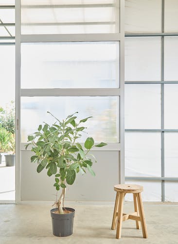 【現品】フィカス・ベンガレンシス　8号　曲がり　白鉢　（2） カンサラ鉢カバー：ホワイト】フィカス・ベンガレンシス・オードリー