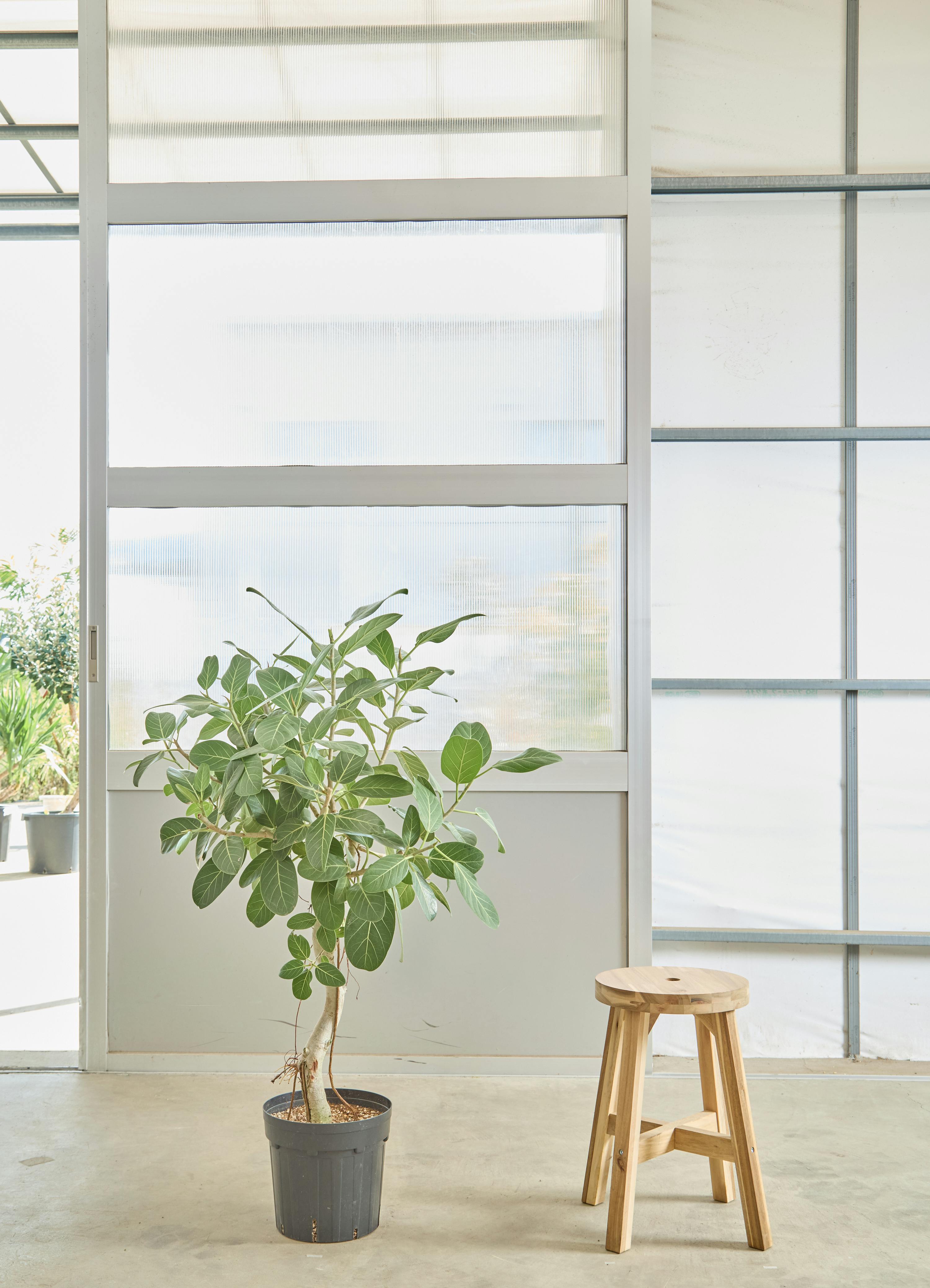 フィカス ベンガレンシス 極上 曲がり フィカス：ベンガレンシス（曲がり仕立て） 4号ポット の通販