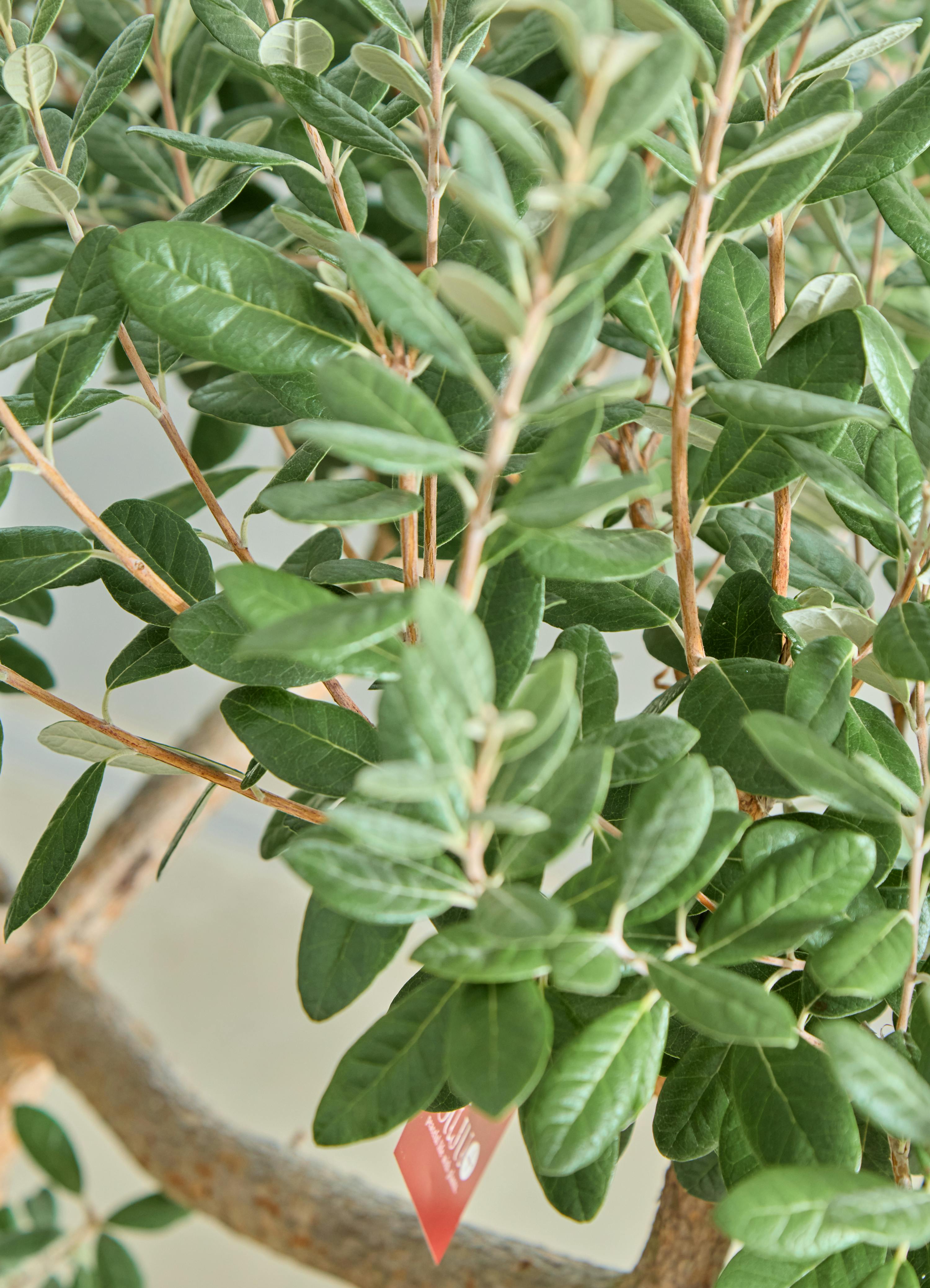 観葉植物 フェイジョア【185cm】11号 創樹トライアンフ プラスチック鉢