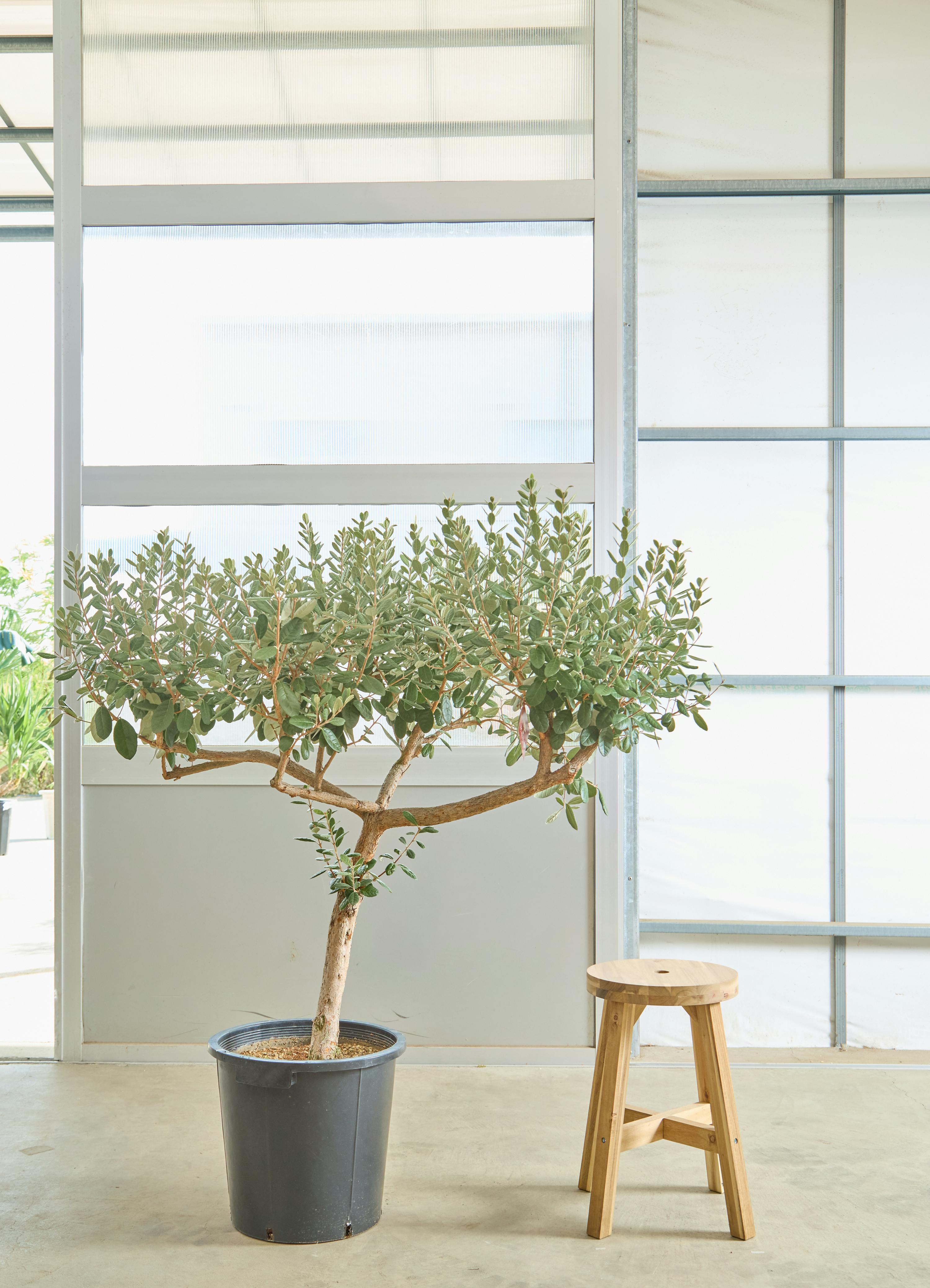 オリーブの木 創樹 | 観葉植物通販HitoHana(ひとはな)