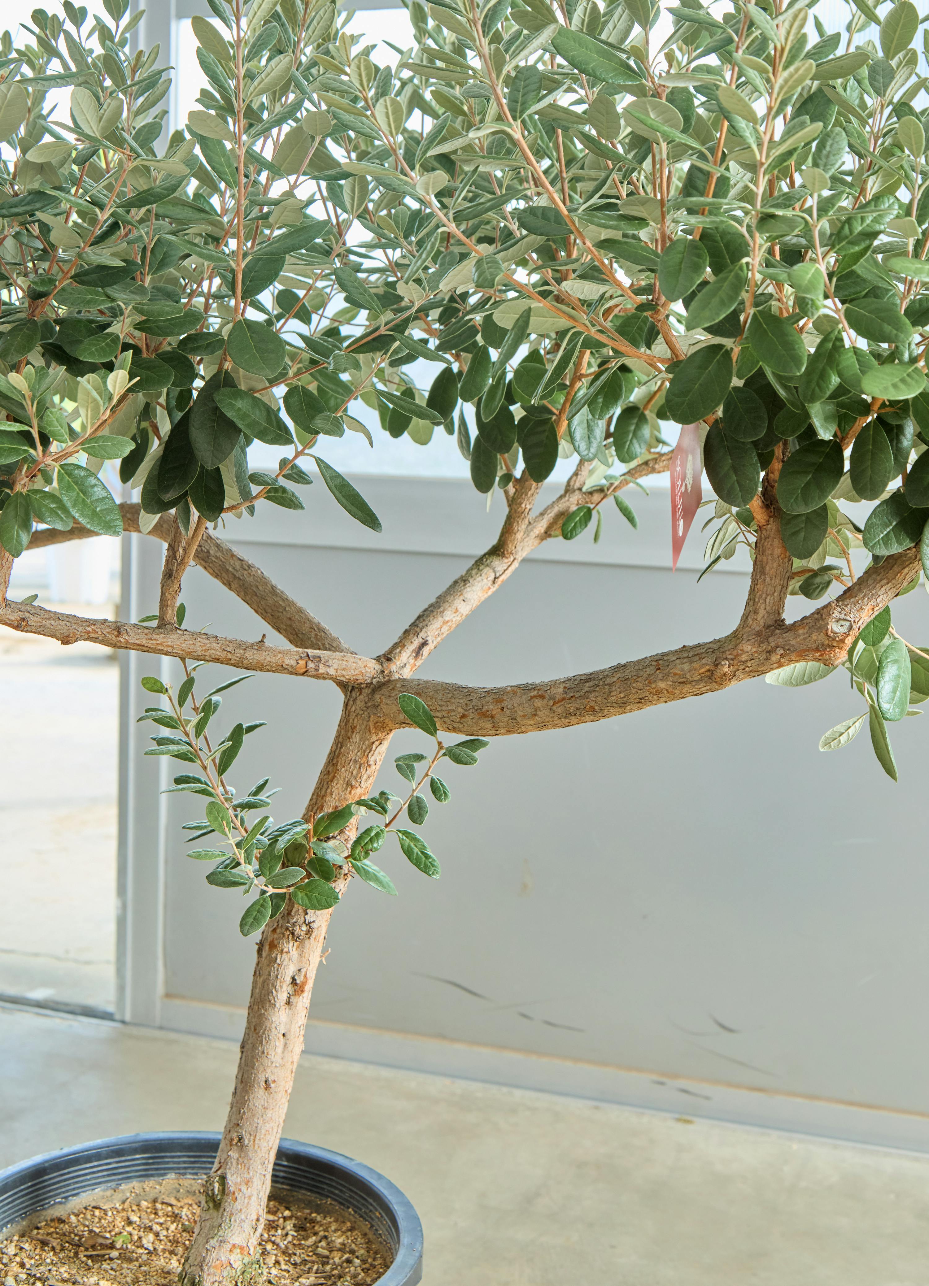 観葉植物 フェイジョア【185cm】11号 創樹トライアンフ プラスチック鉢