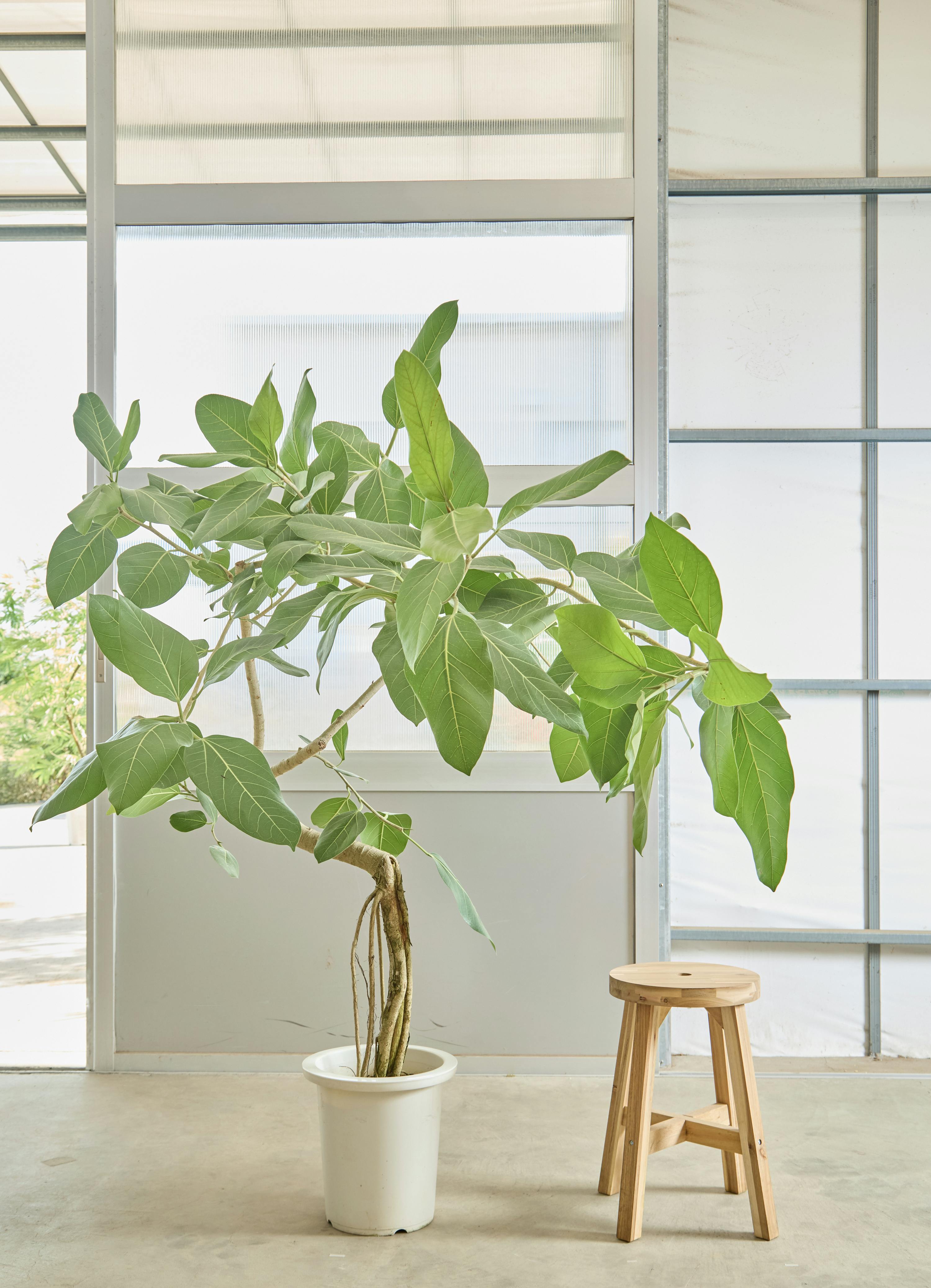 フィカス ベンガレンシス | 観葉植物の通販ならHitoHana