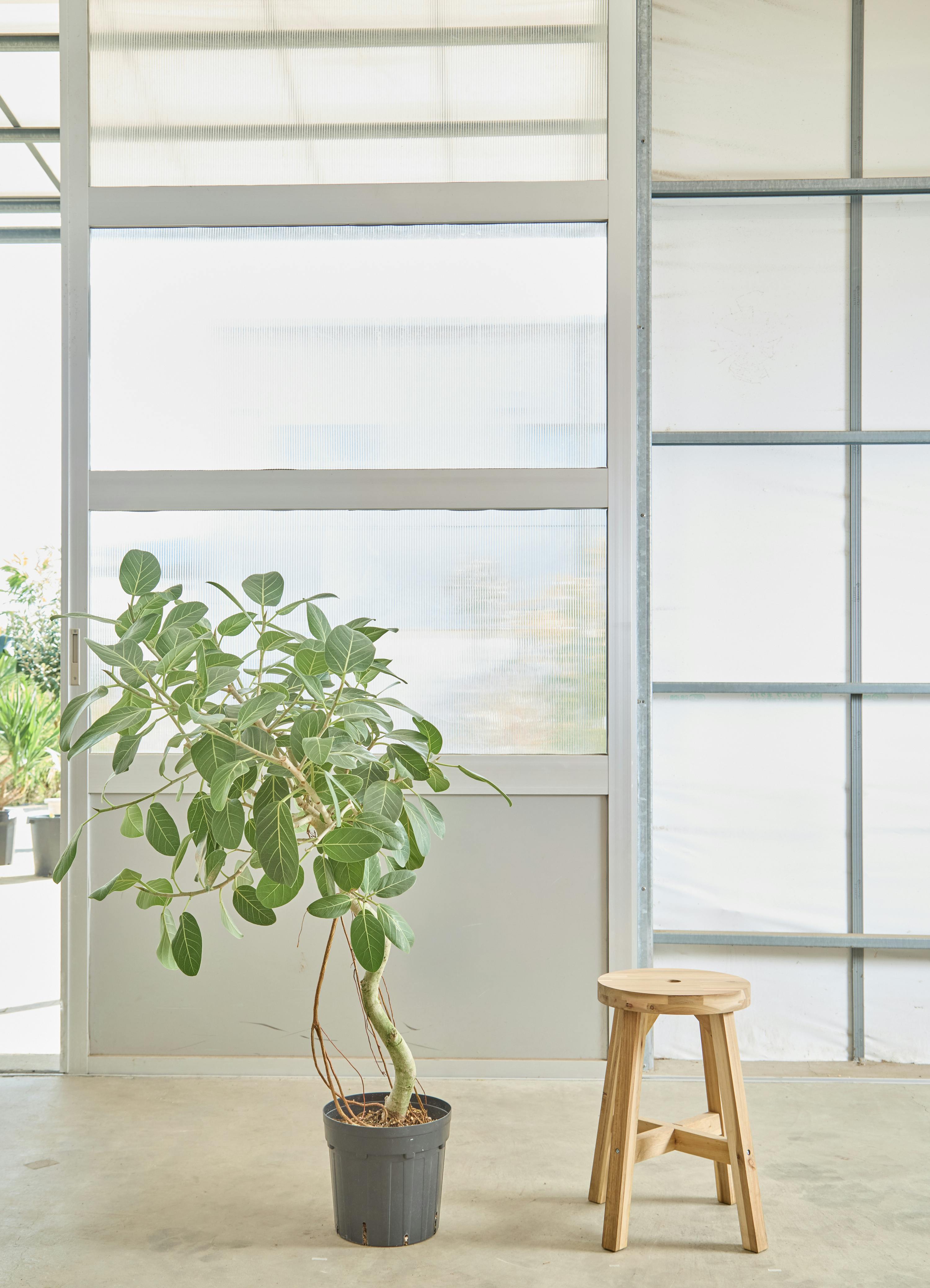 よっこさま専用割引 フィカス ベンガレンシス 極上 よっこさま専用割引 フィカス ベンガレンシス 極上 よっこさま専用割引