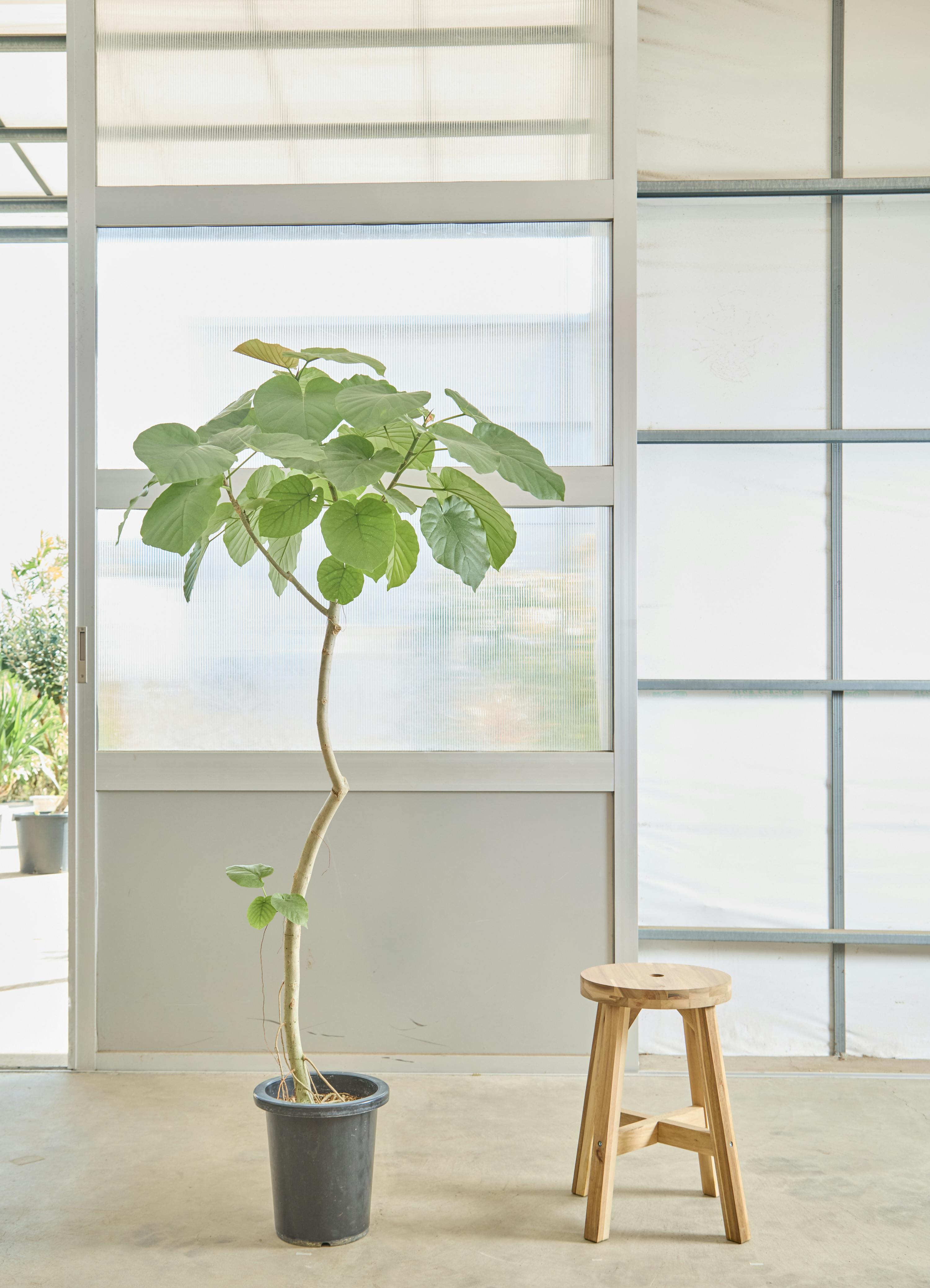 ウンベラータ 大型 | 観葉植物通販HitoHana(ひとはな)