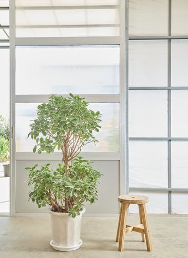 再入荷】八の字 パンダガジュマル 希少 シンボルツリー 観葉植物 calm