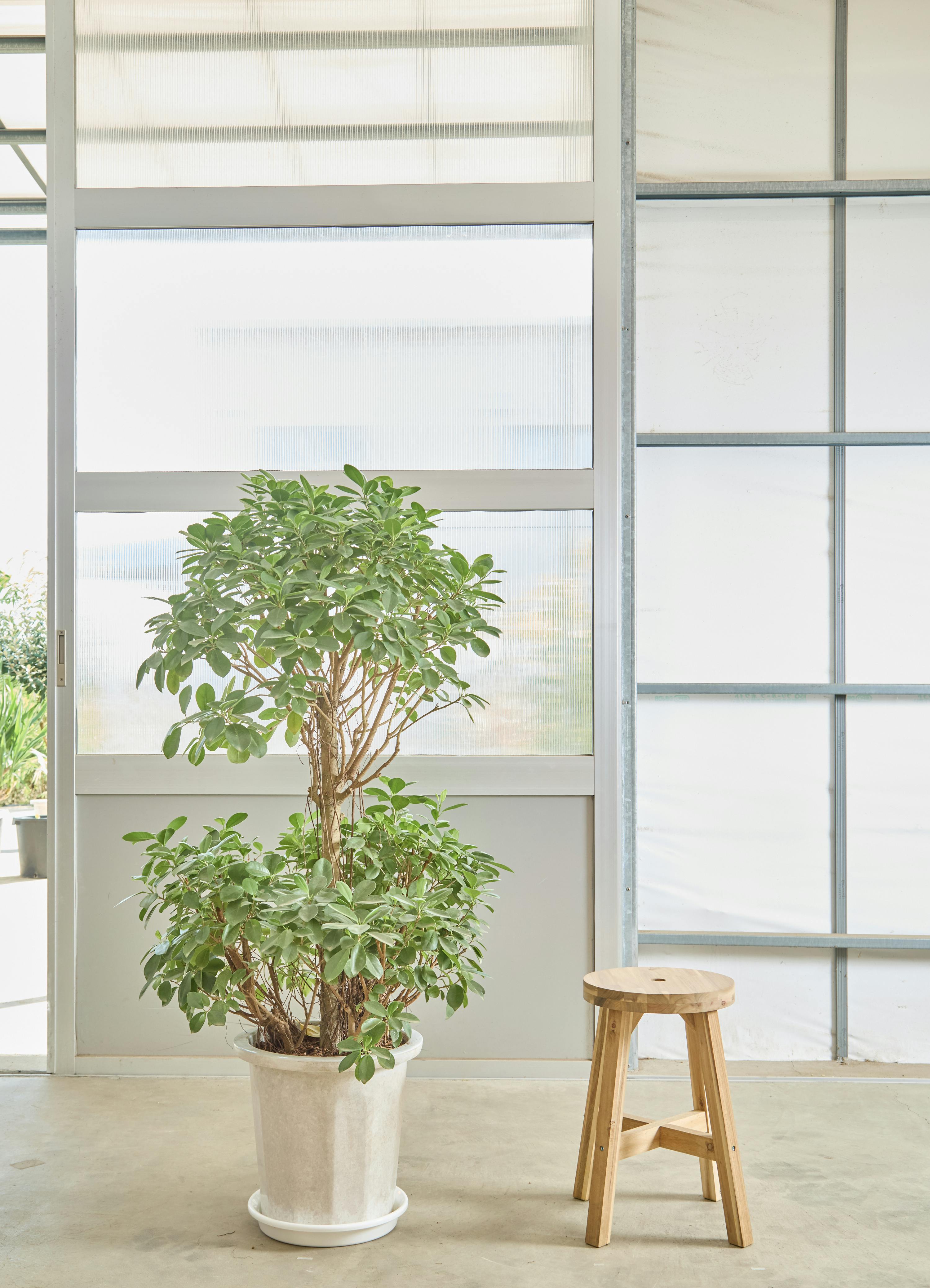 パンダ ガジュマル | 観葉植物通販HitoHana(ひとはな)