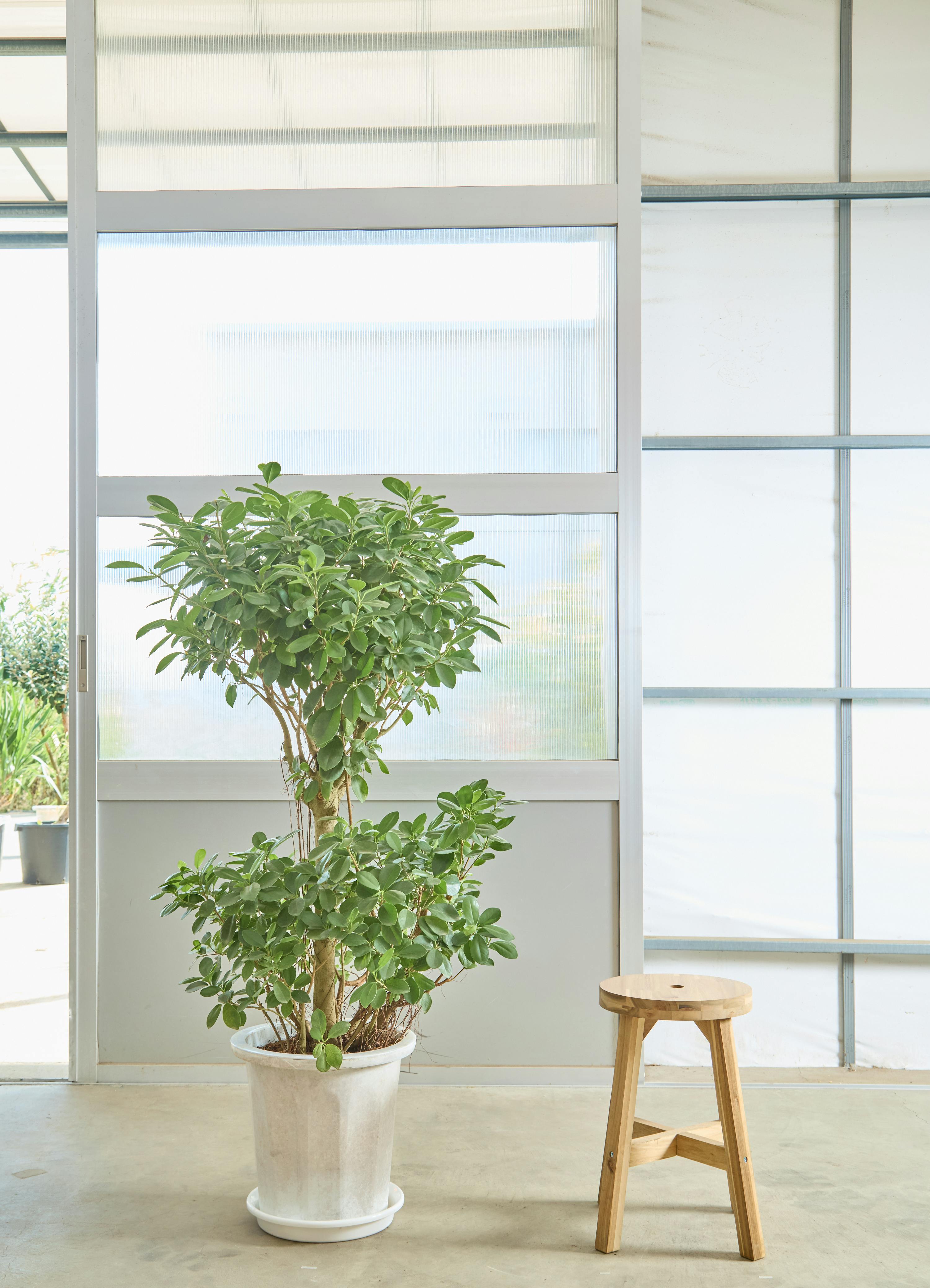 白パンダガジュマル 発根済み dショッピング |【希少植物】【お試し】 ガジュマル（パンダ） 4