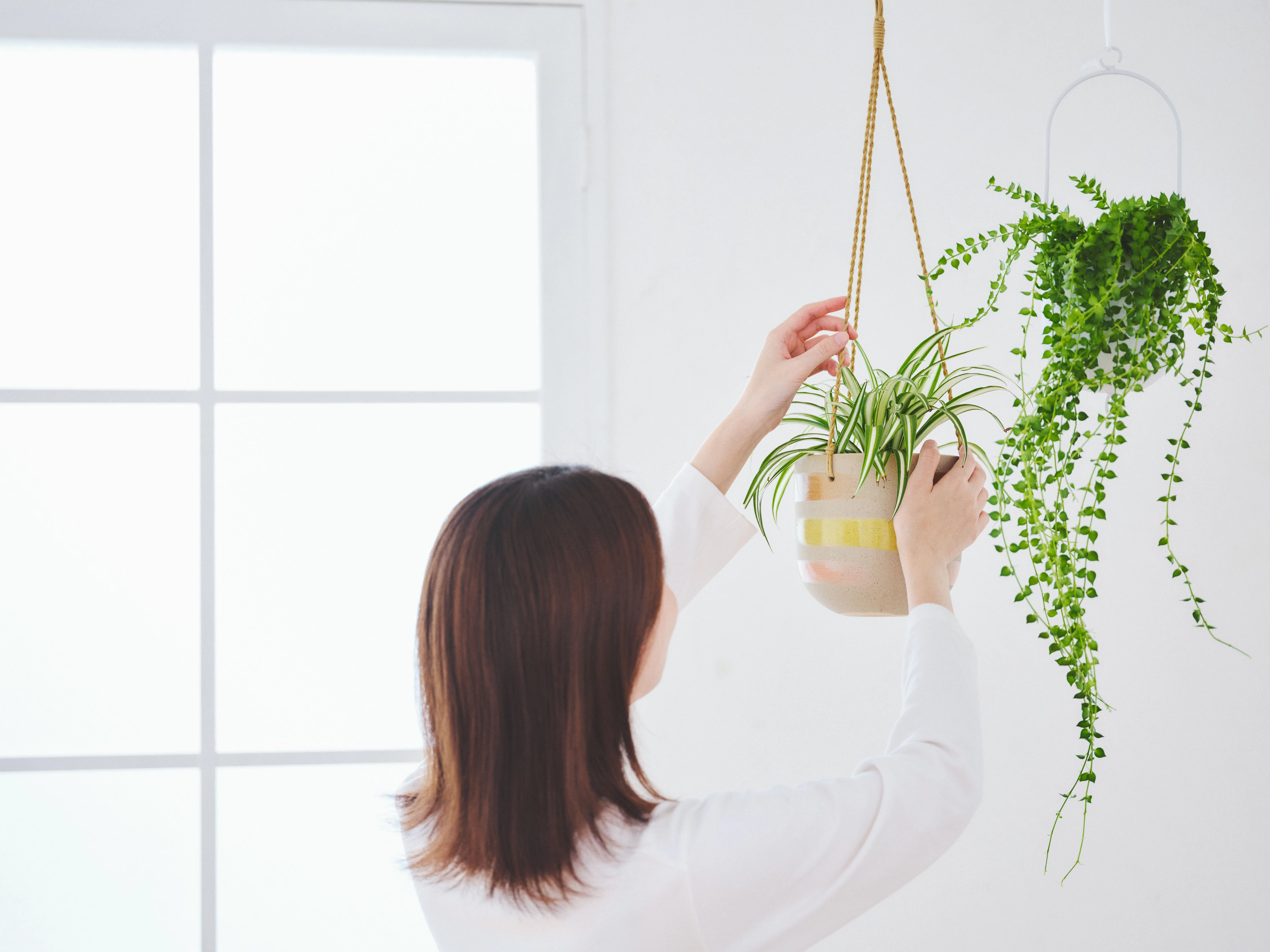 インテリアにおしゃれな観葉植物を | HitoHana（ひとはな）