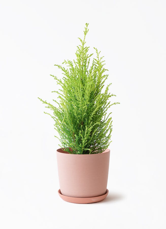 4号サイズの観葉植物 | 通販専門店 HitoHana（ひとはな）