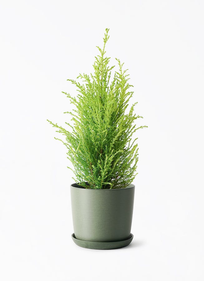 クリスマスにおすすめの観葉植物 | HitoHana（ひとはな）