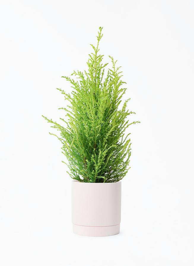観葉植物 ゴールドクレスト 4号 ウィルマ リア ピンク M 付き | 観葉