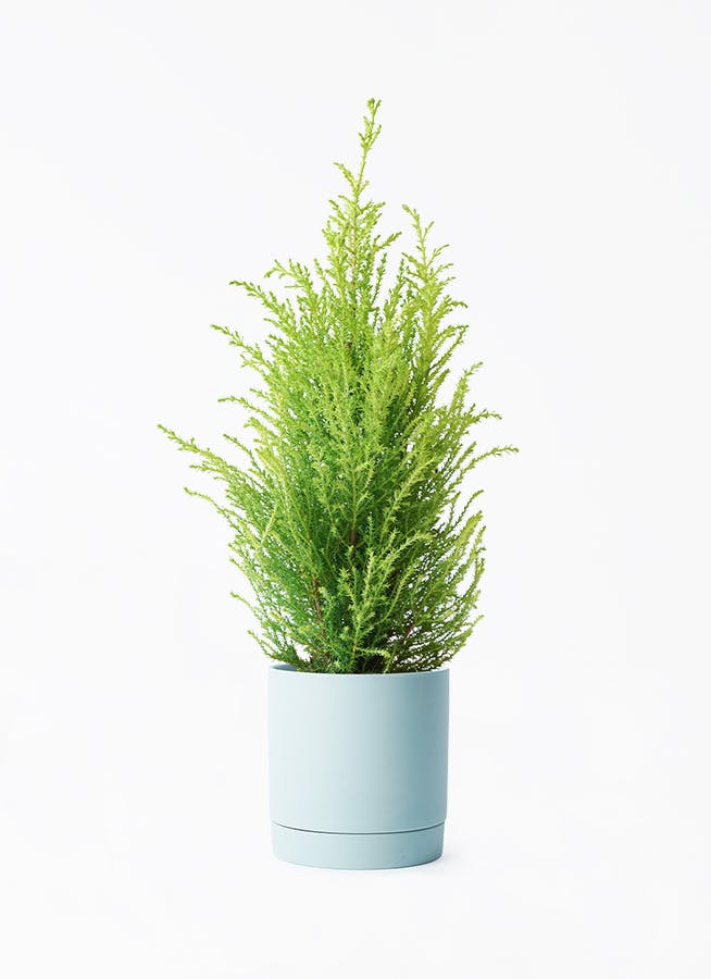 ゴールドクレスト 4号 | 観葉植物通販HitoHana(ひとはな)