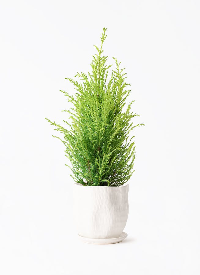 鉢カバー 白・ベージュ 4号 | 観葉植物の鉢ならHitoHana