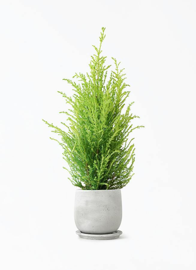 その他観葉植物 ema 観葉植物 ゴールドクレスト 4号 ウィルマ マルモラウンド M 付き